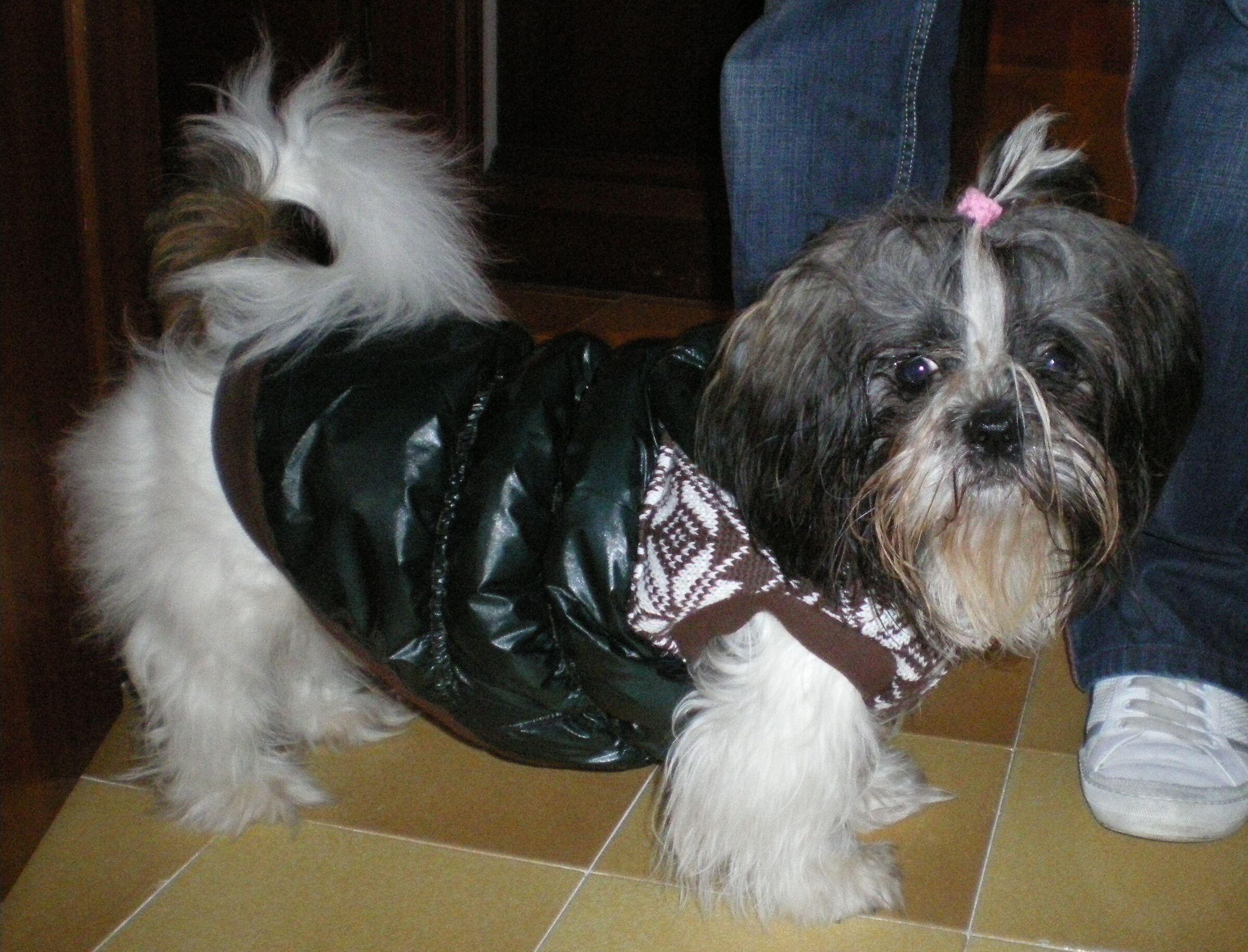 il cane di mio figlio, la mitica molly.