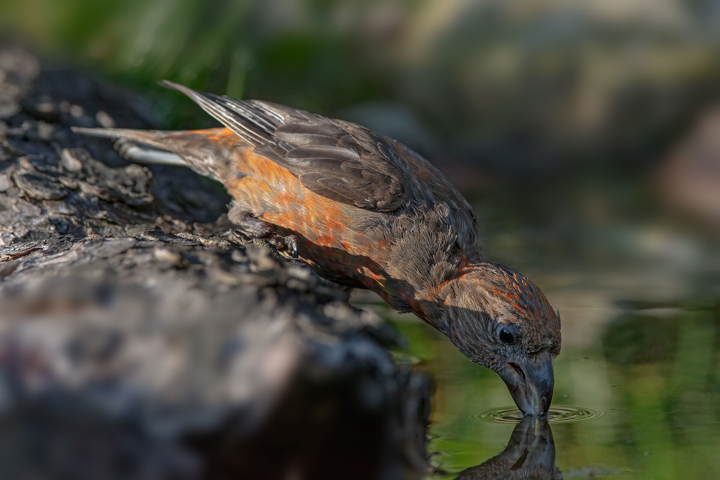 Crociere maschio (Loxia curvirostra) - Estate 2020