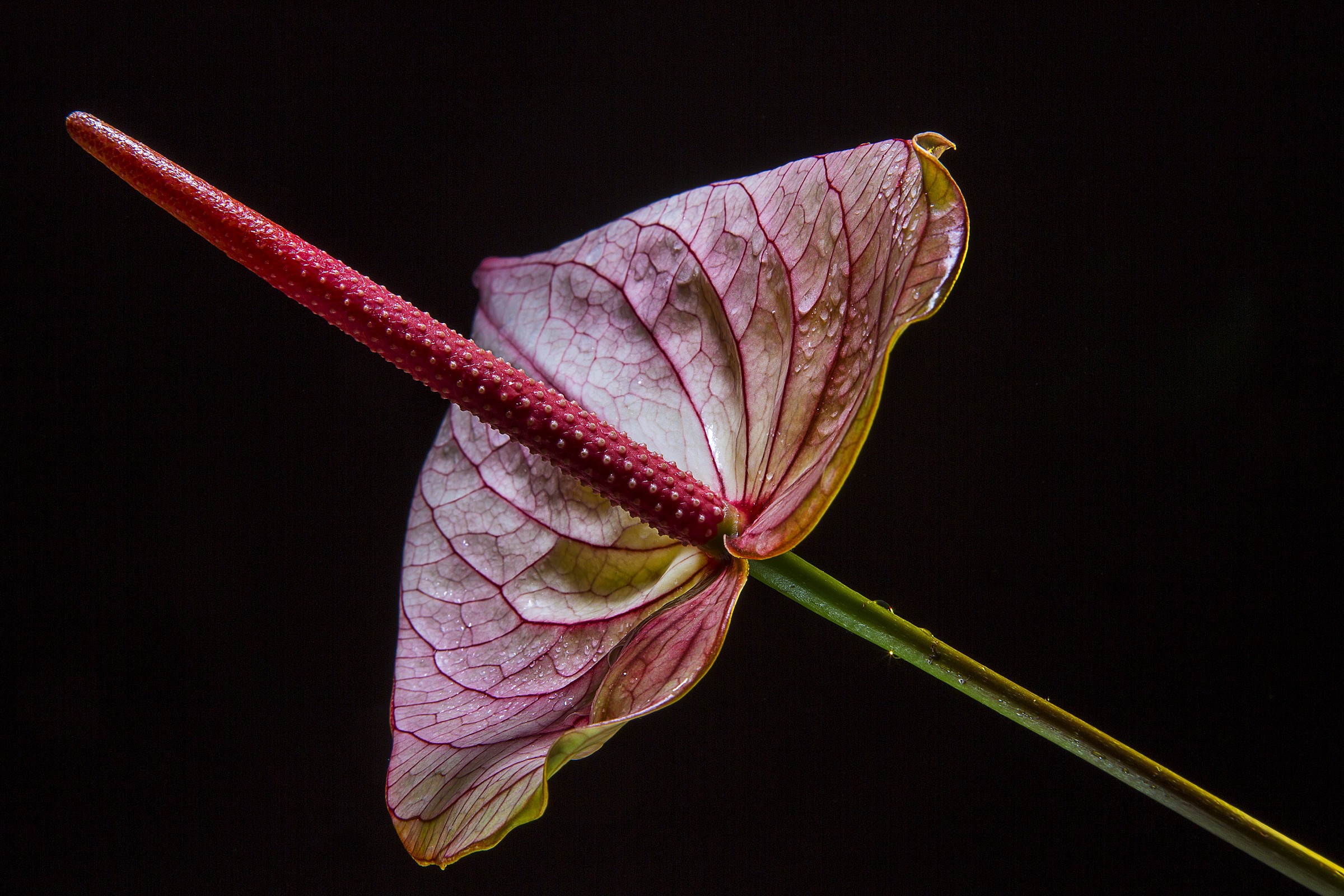 anthurium