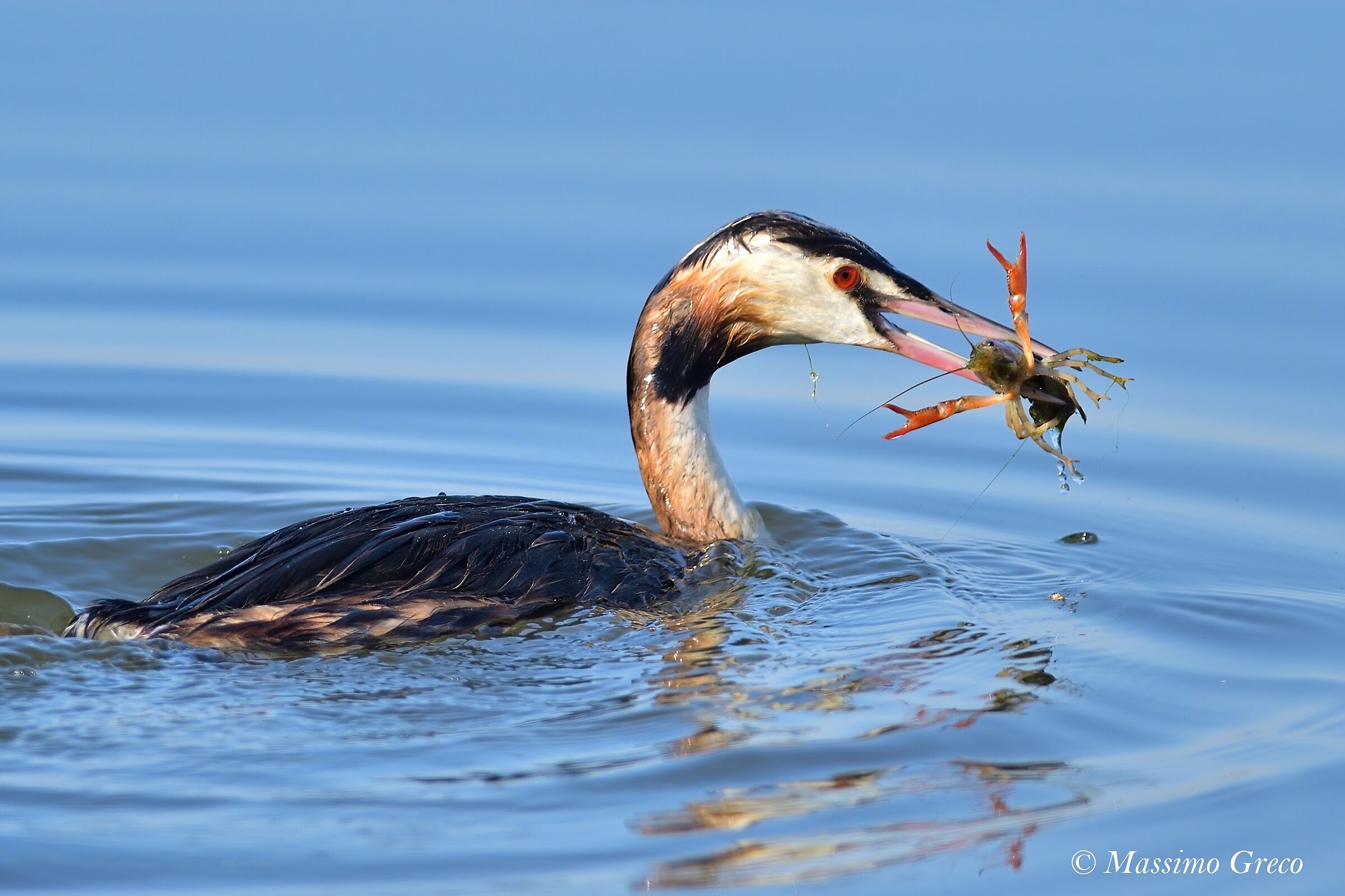 Breakfast with Prawn - Major Swax