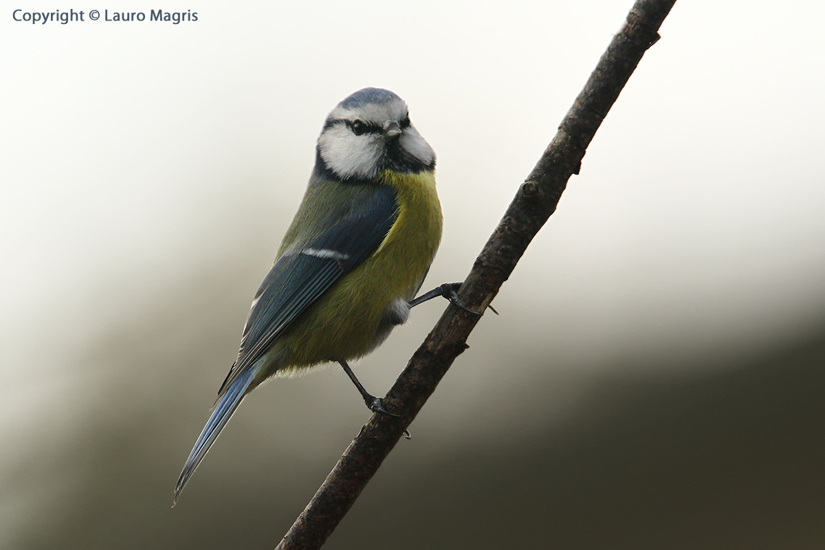 Cianciarella cobalto