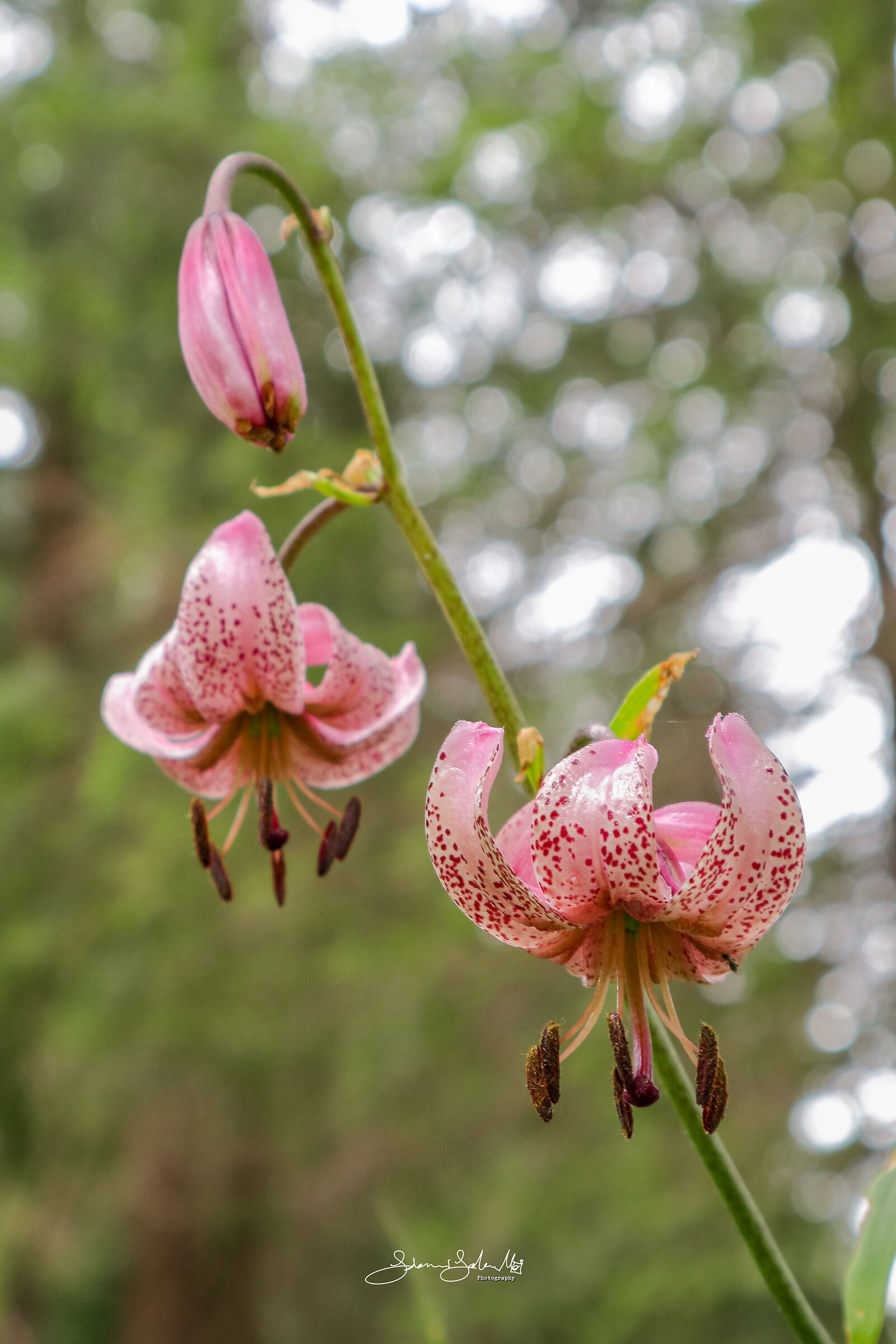 Giglio martagone (Lilium martagon, Linnaeus)