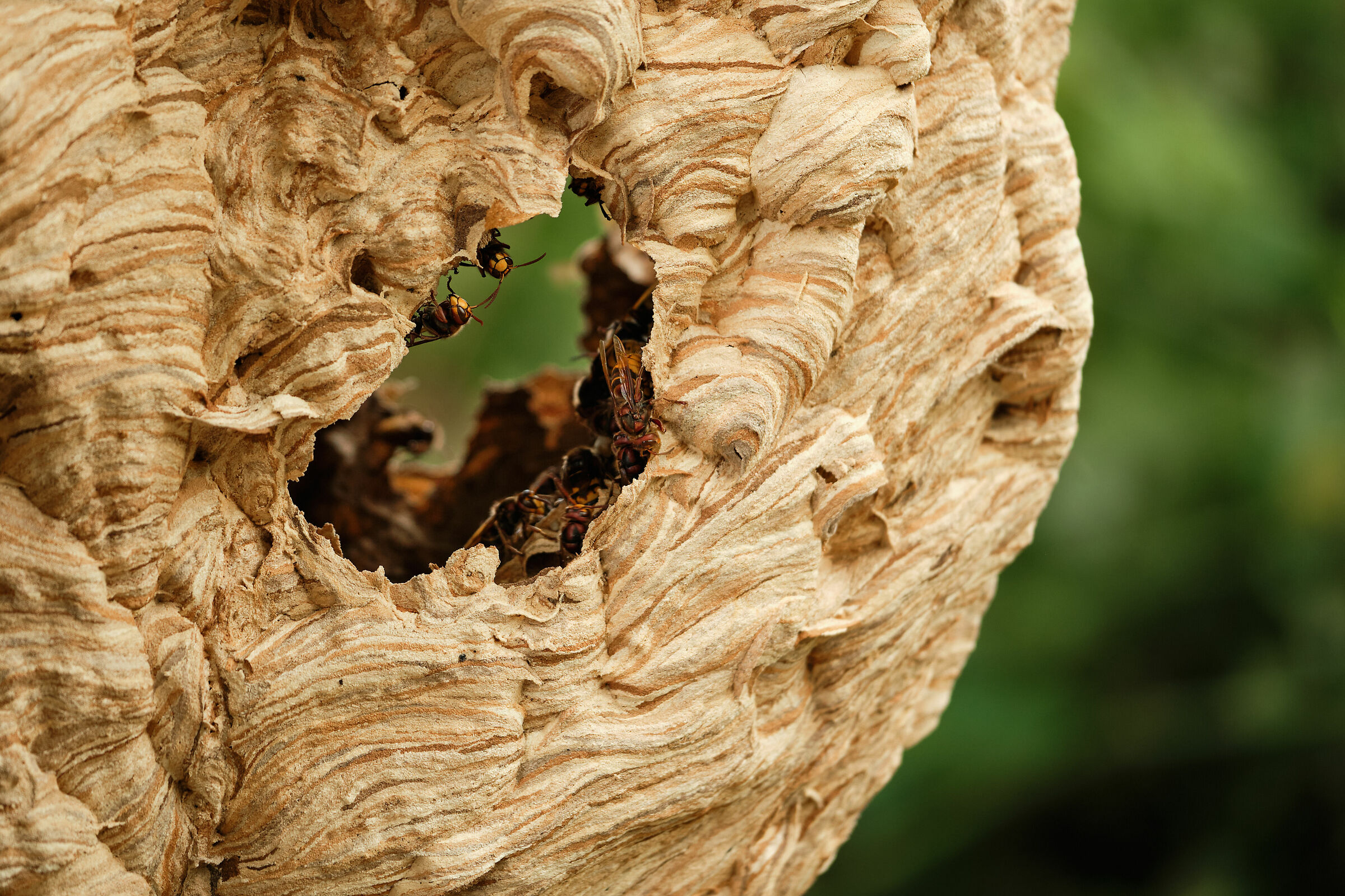 La novità che non ti aspetti: maxi nido di calabroni!