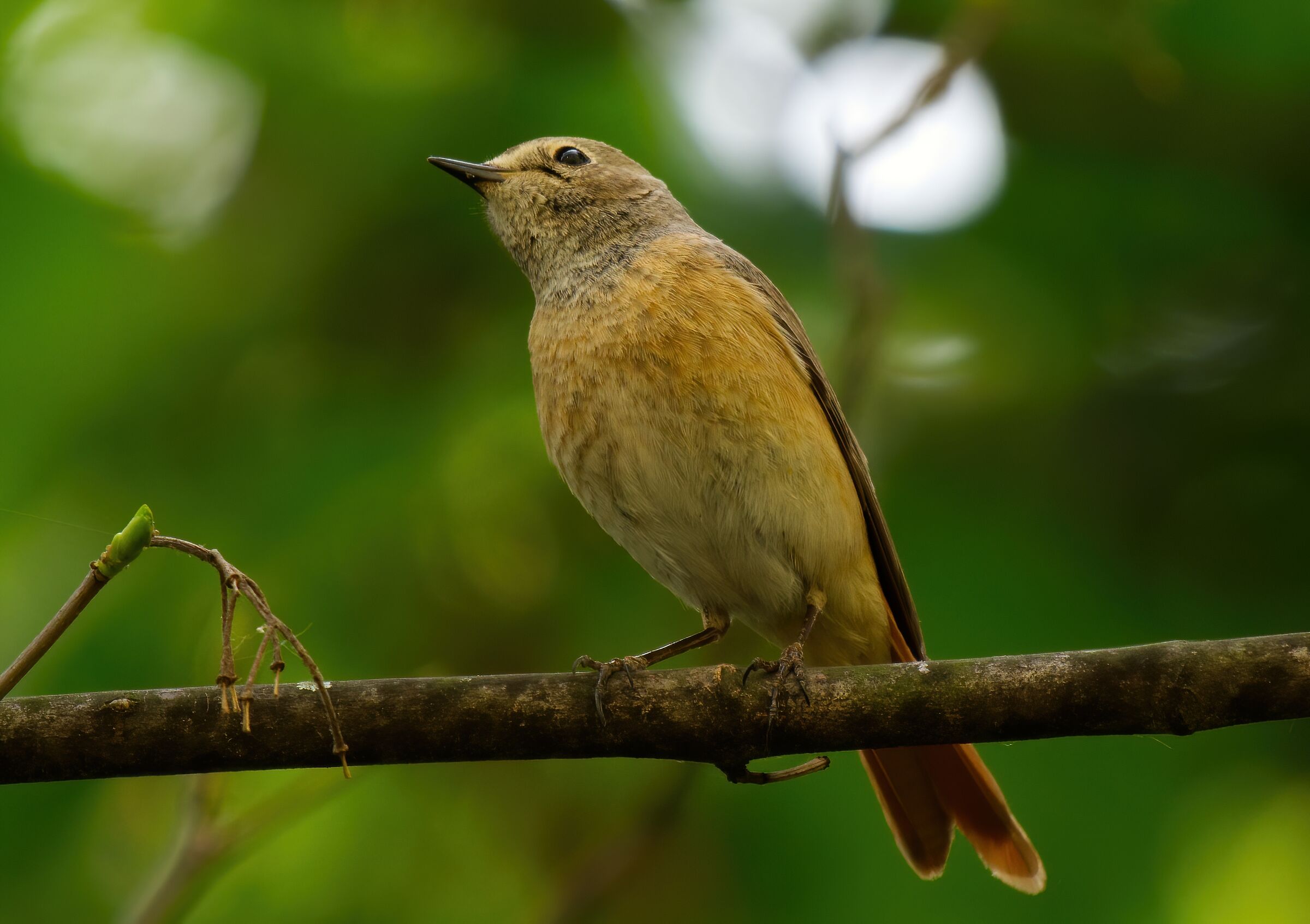 Femminuccia di codirosso