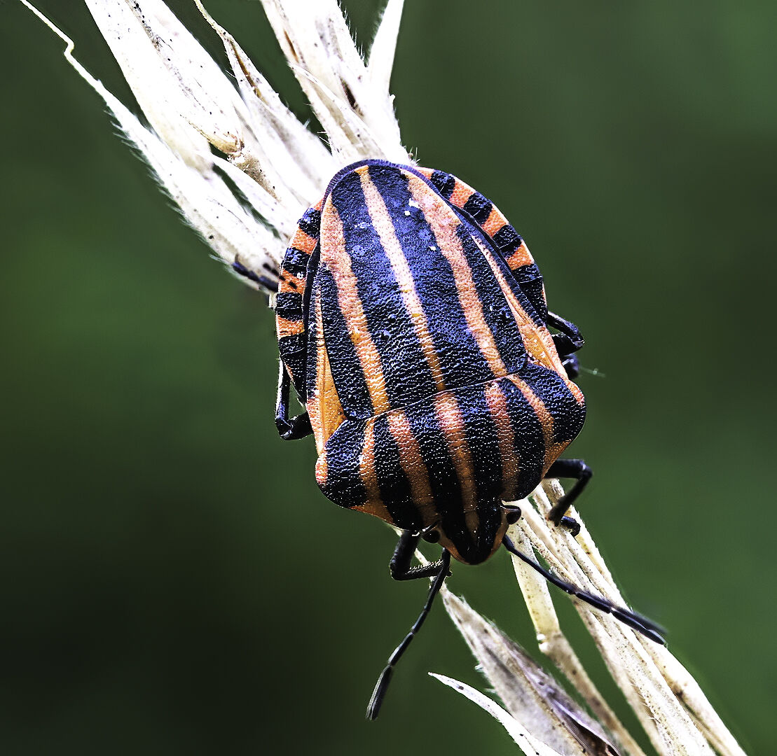 Focus stacking 8 scatti