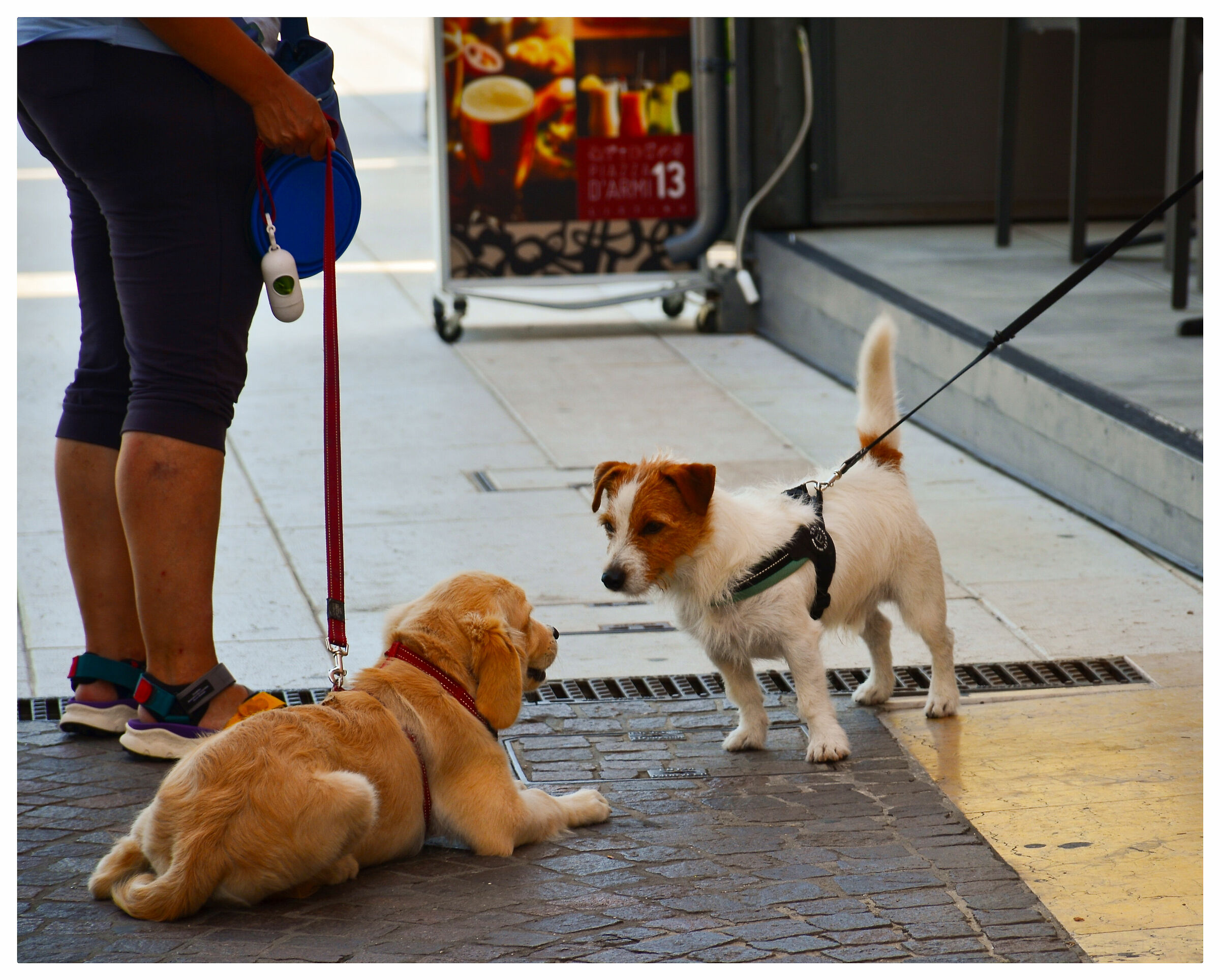 Discussions between pooches