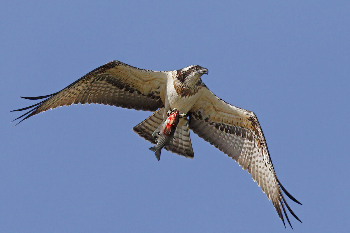 Osprey