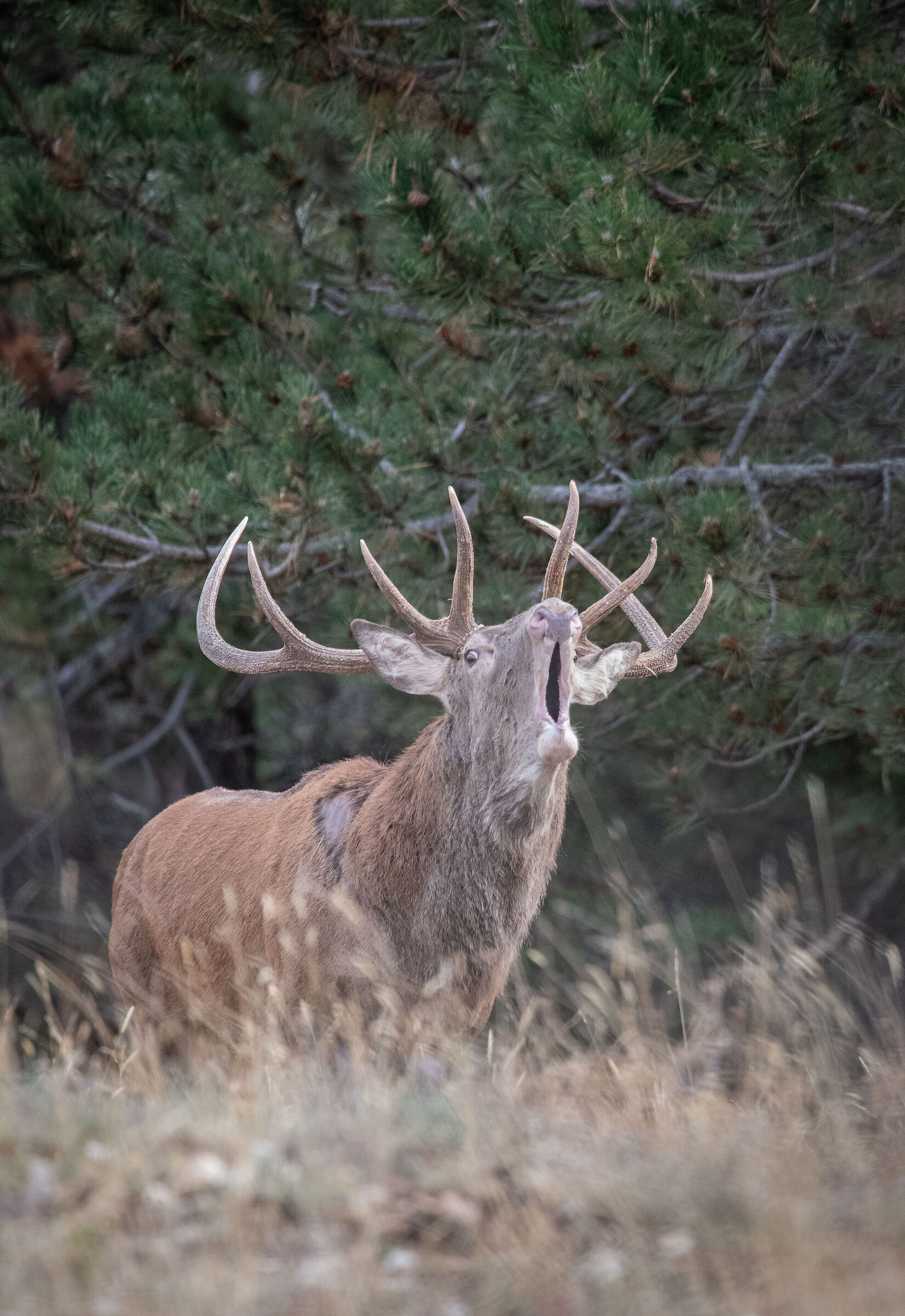 bramito dentro il bosco