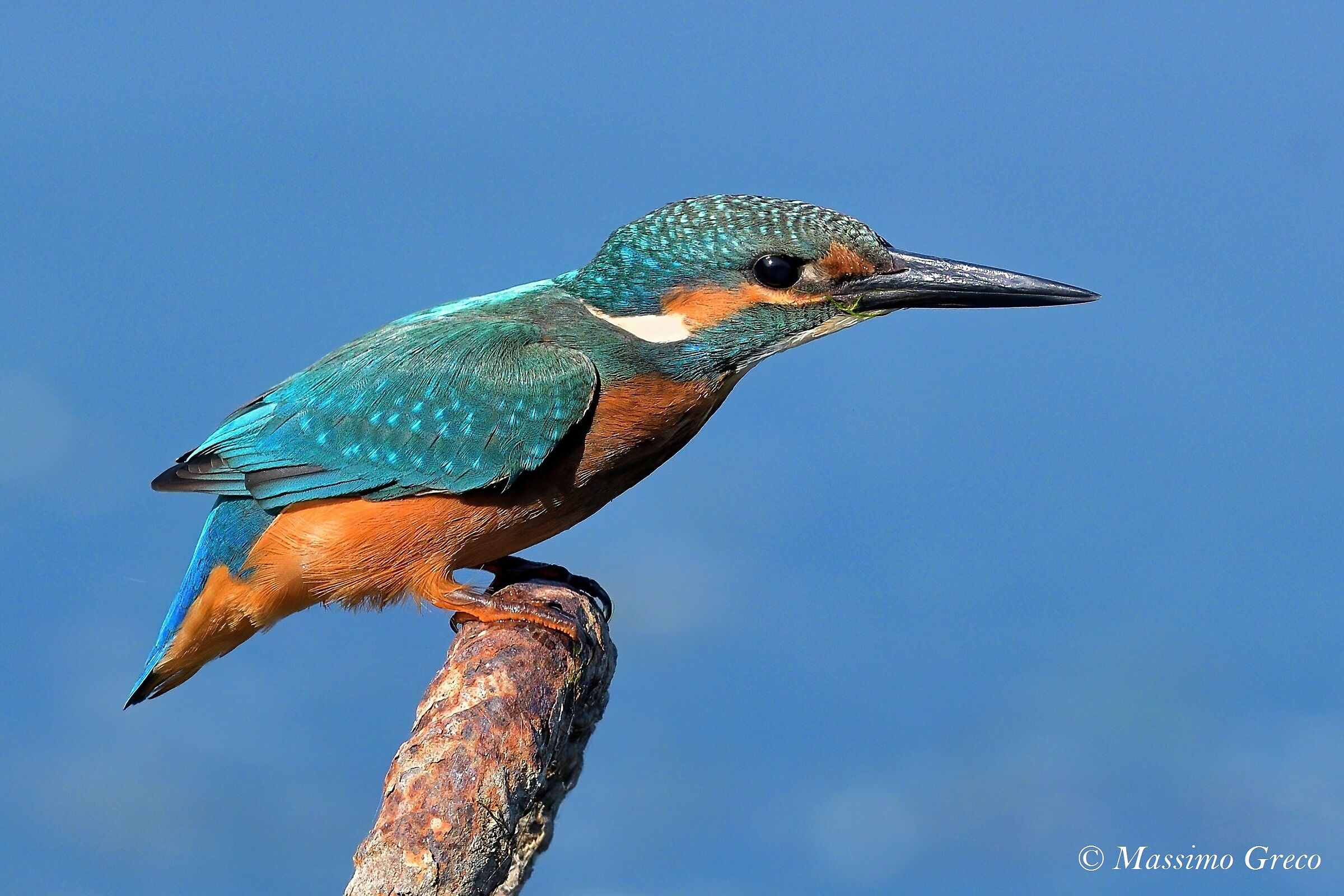 Kingfisher