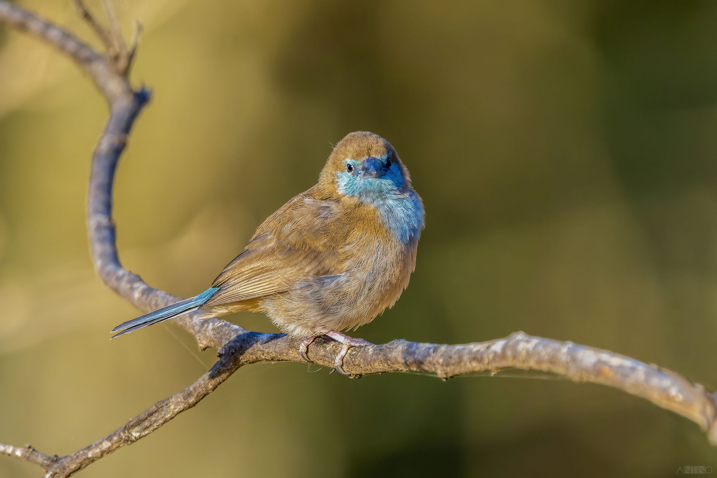 Astrilde testa blu, Blue capped Waxbill