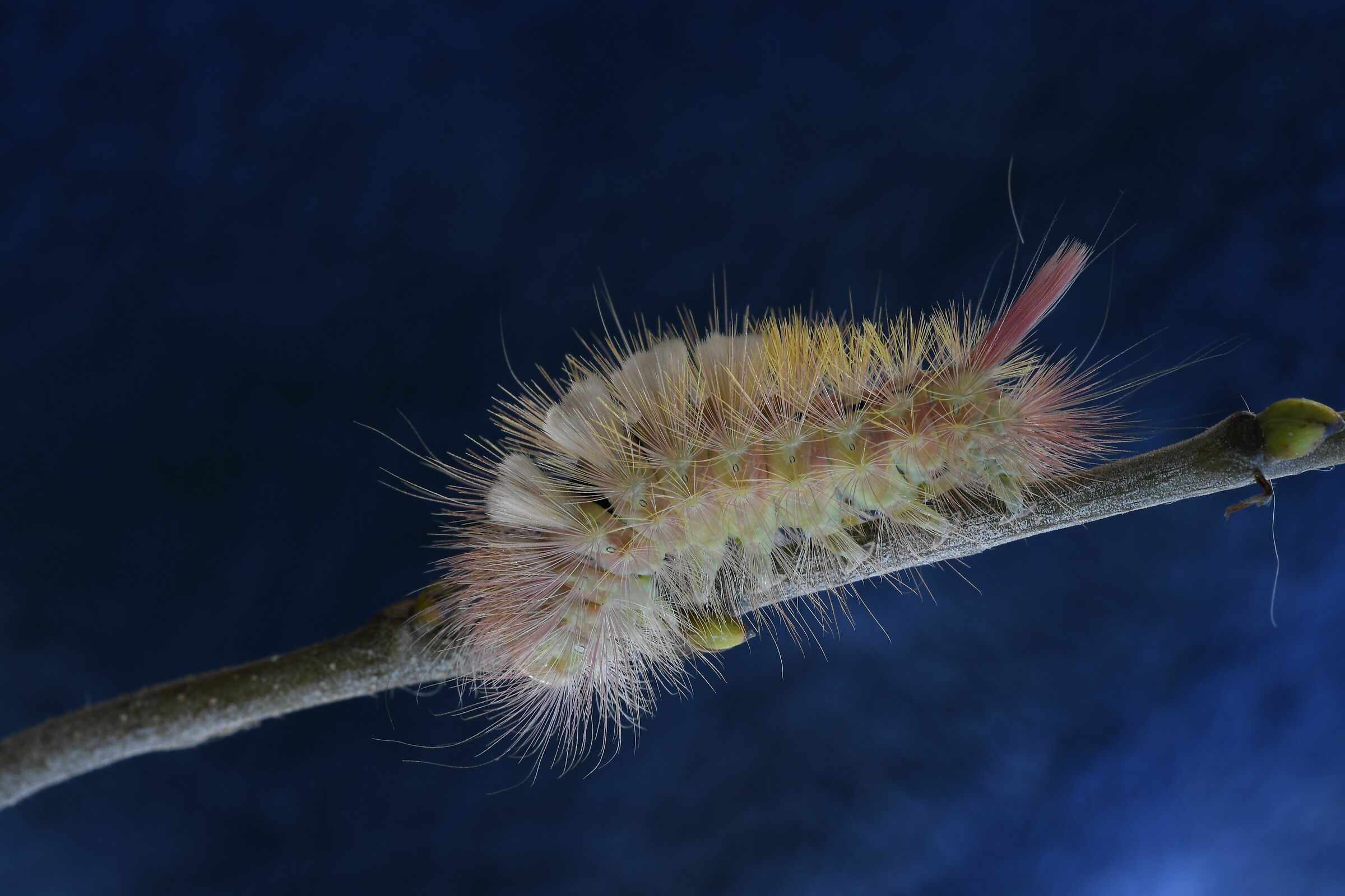 Calliteara pudibunda