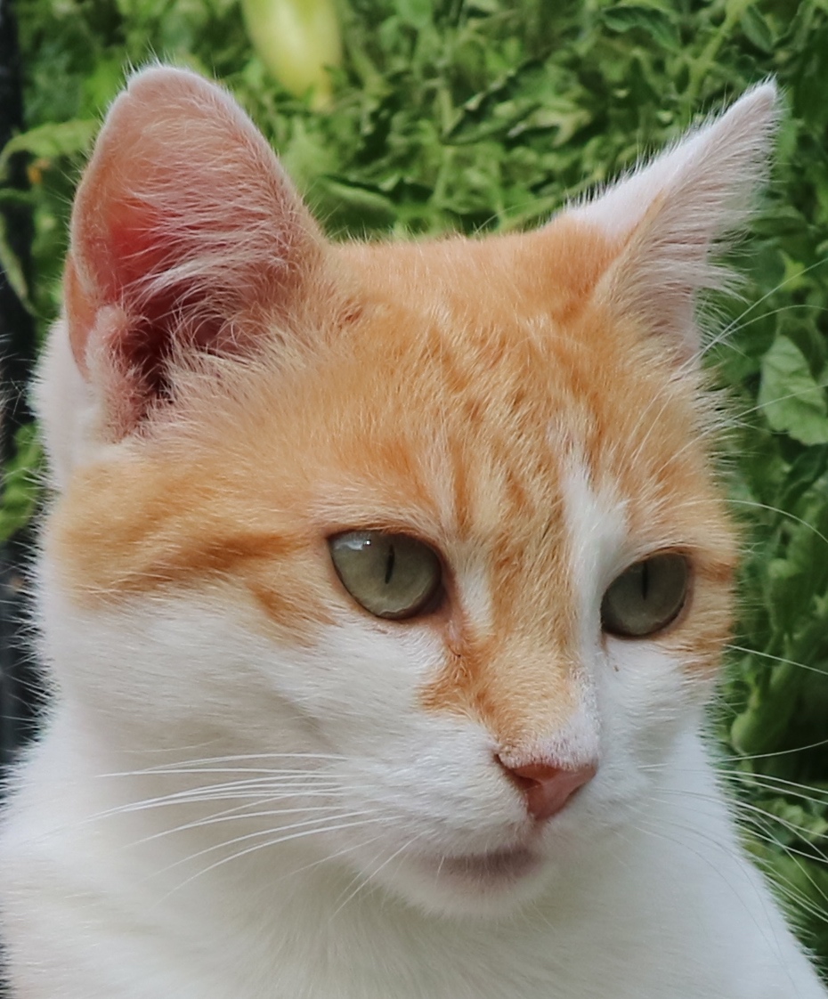 Billy, thoughtful cat.