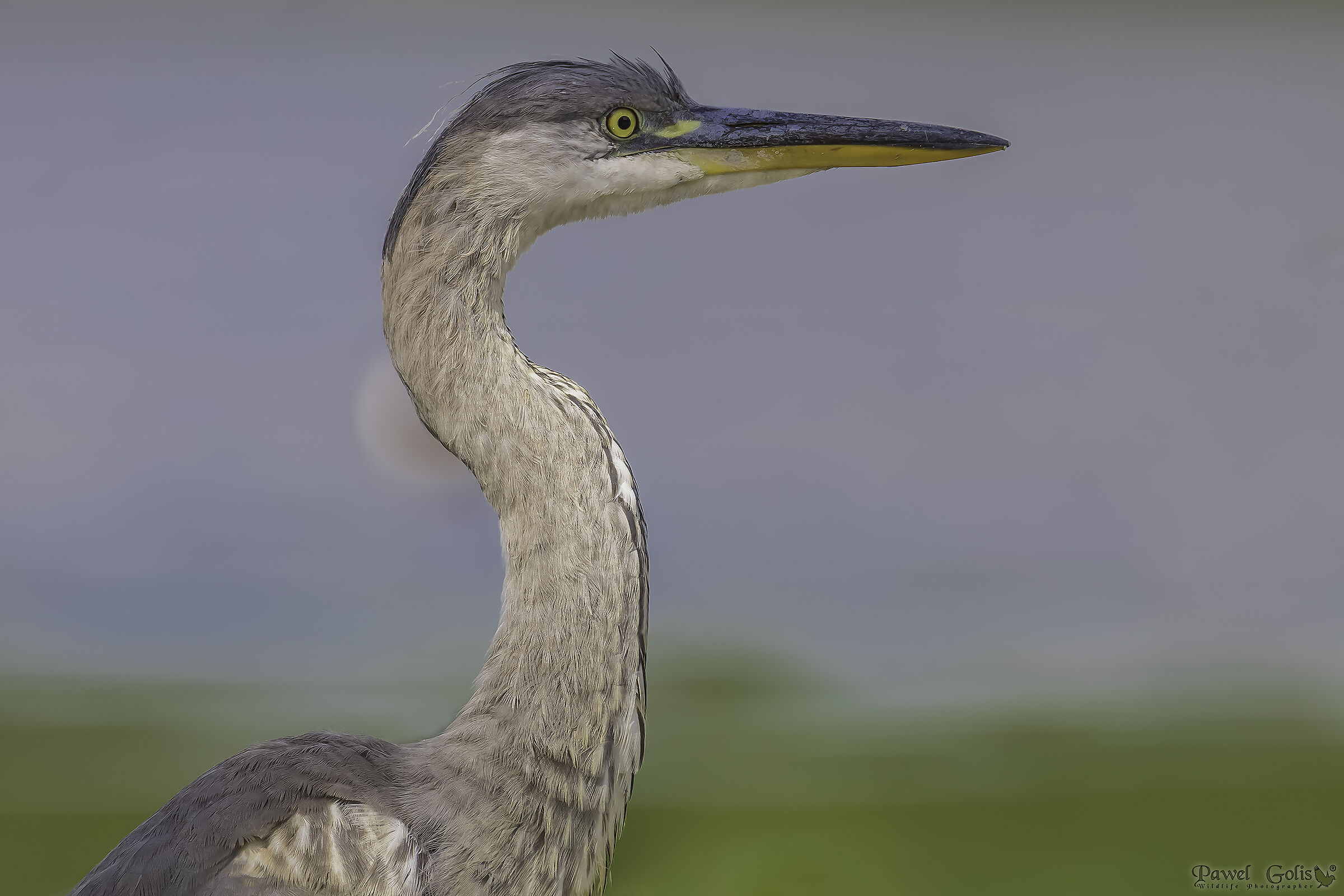 Heron grigio (Ardea cinerea)