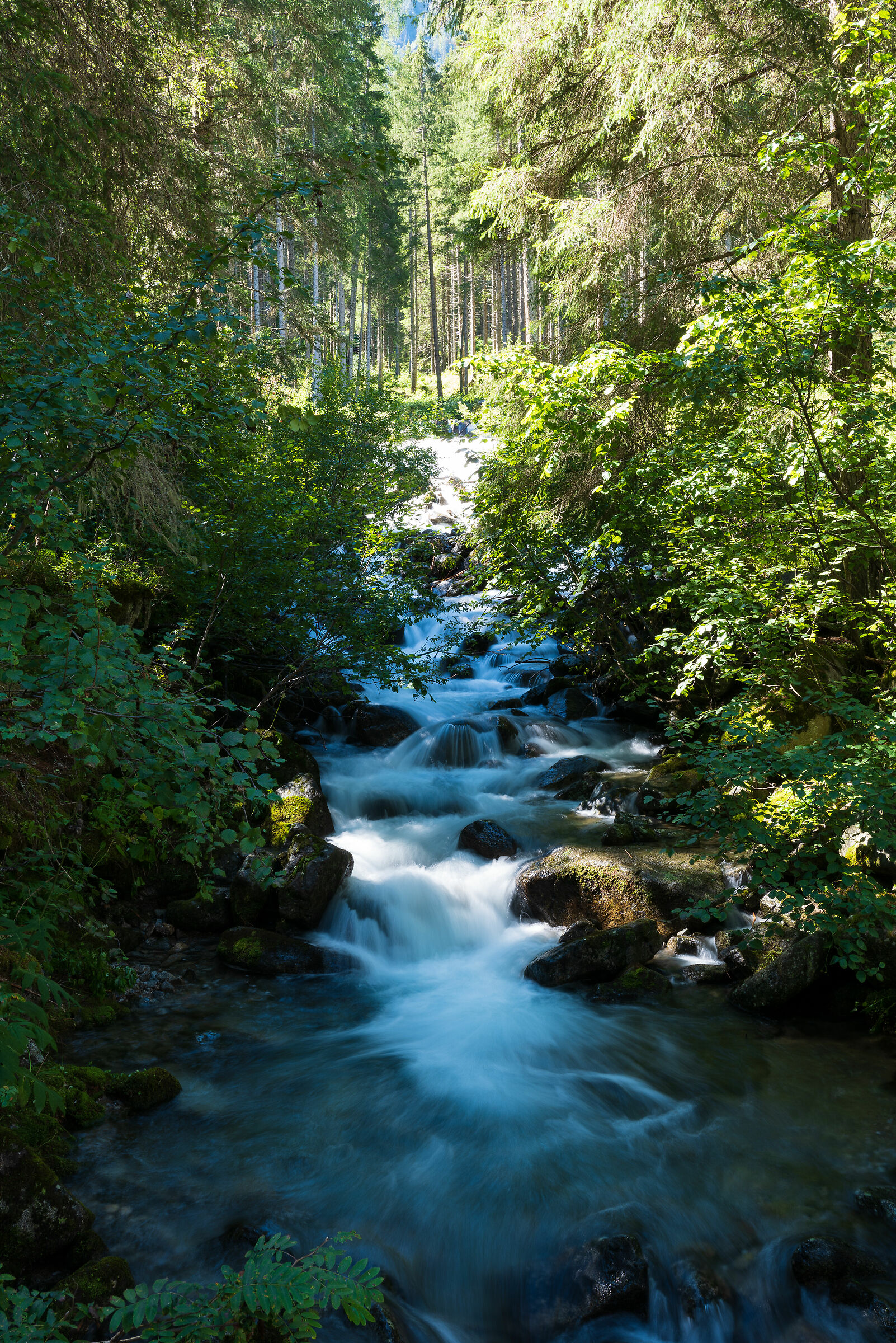 The stream in the woods