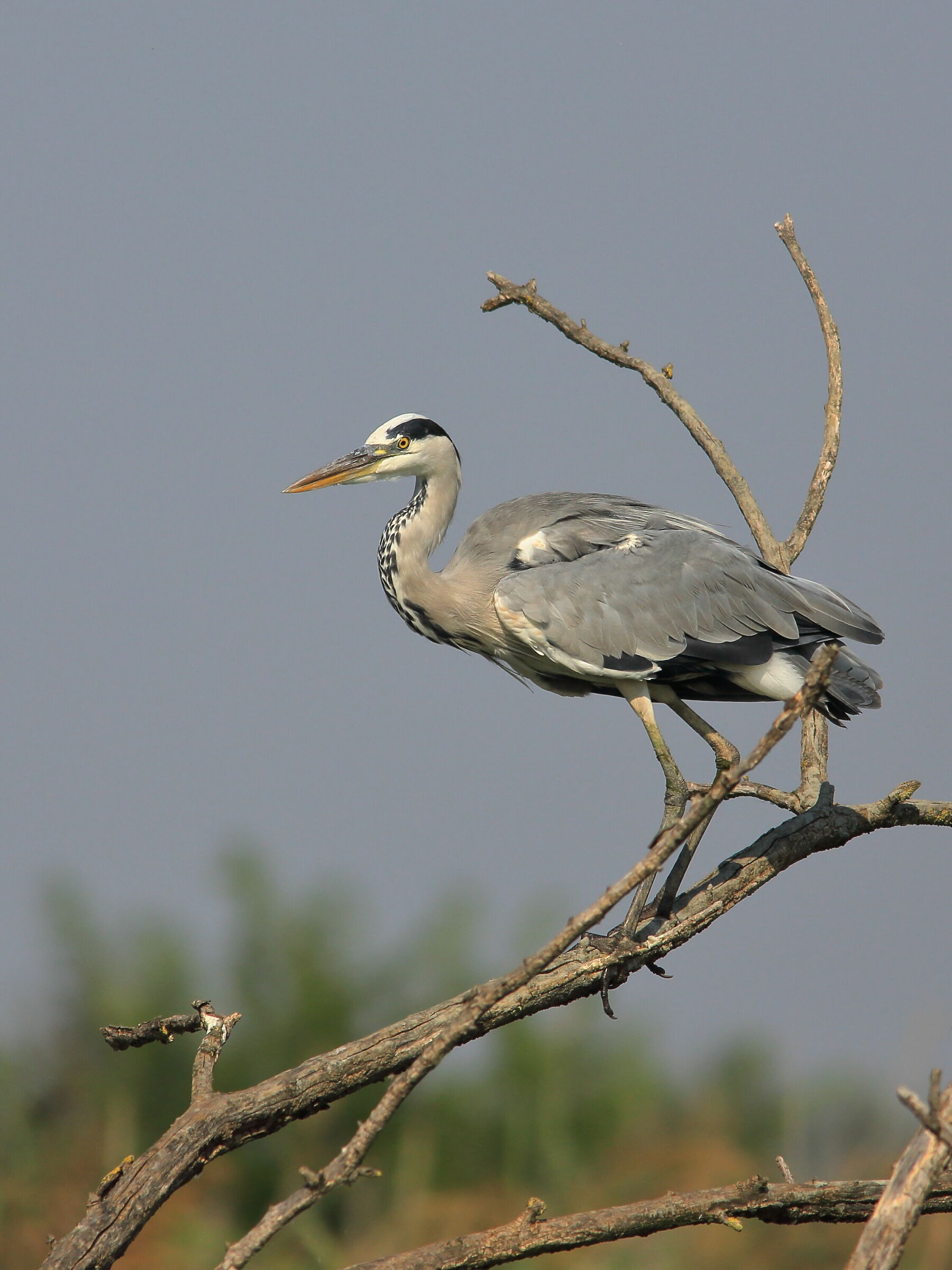 Ardea cinerea Airone ash