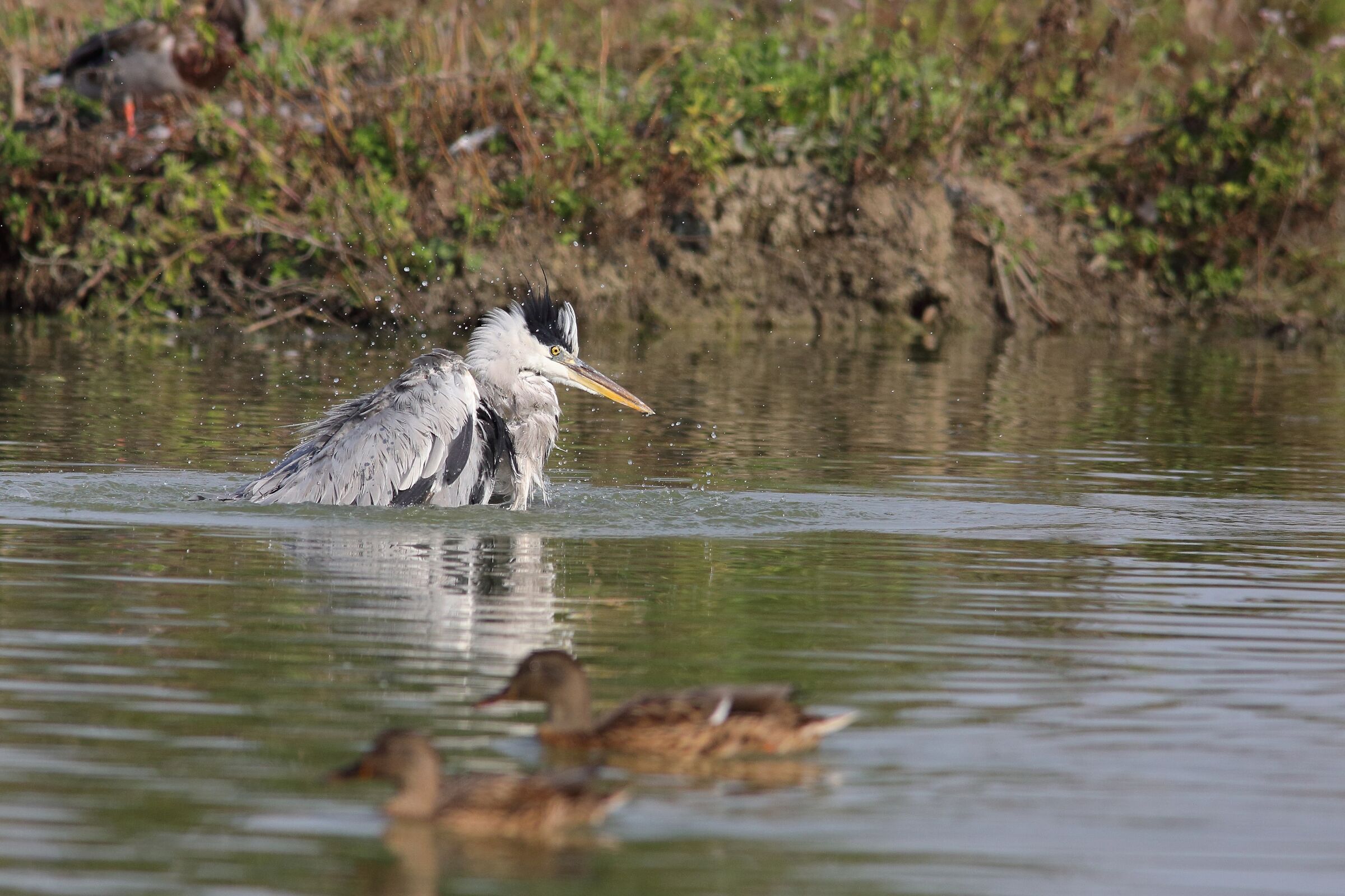Ardea cinerea Airone ash
