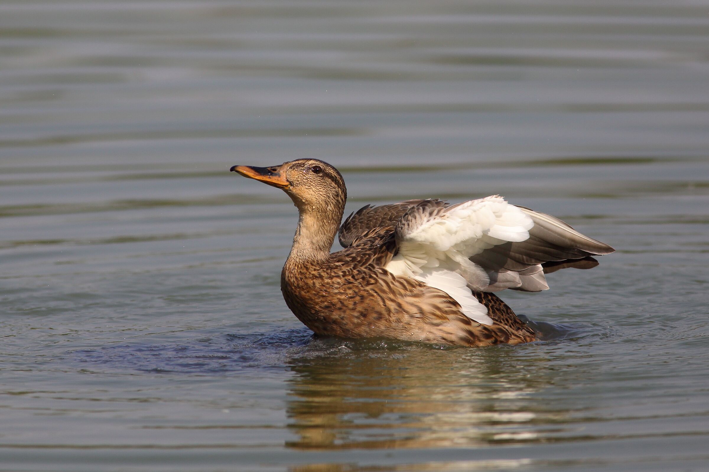 Anas platyrhyrchos Royal German