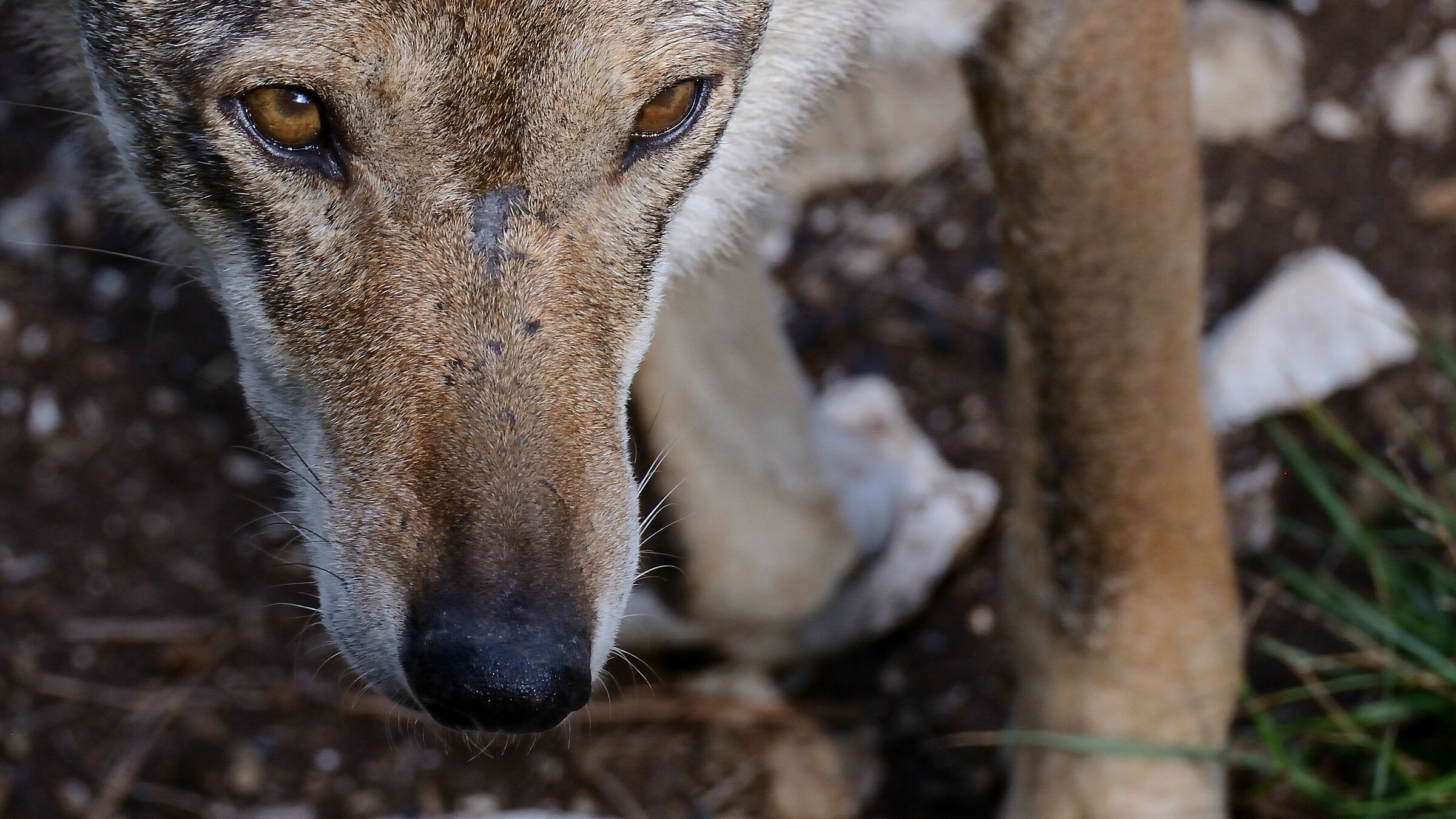 Wolf - Detail