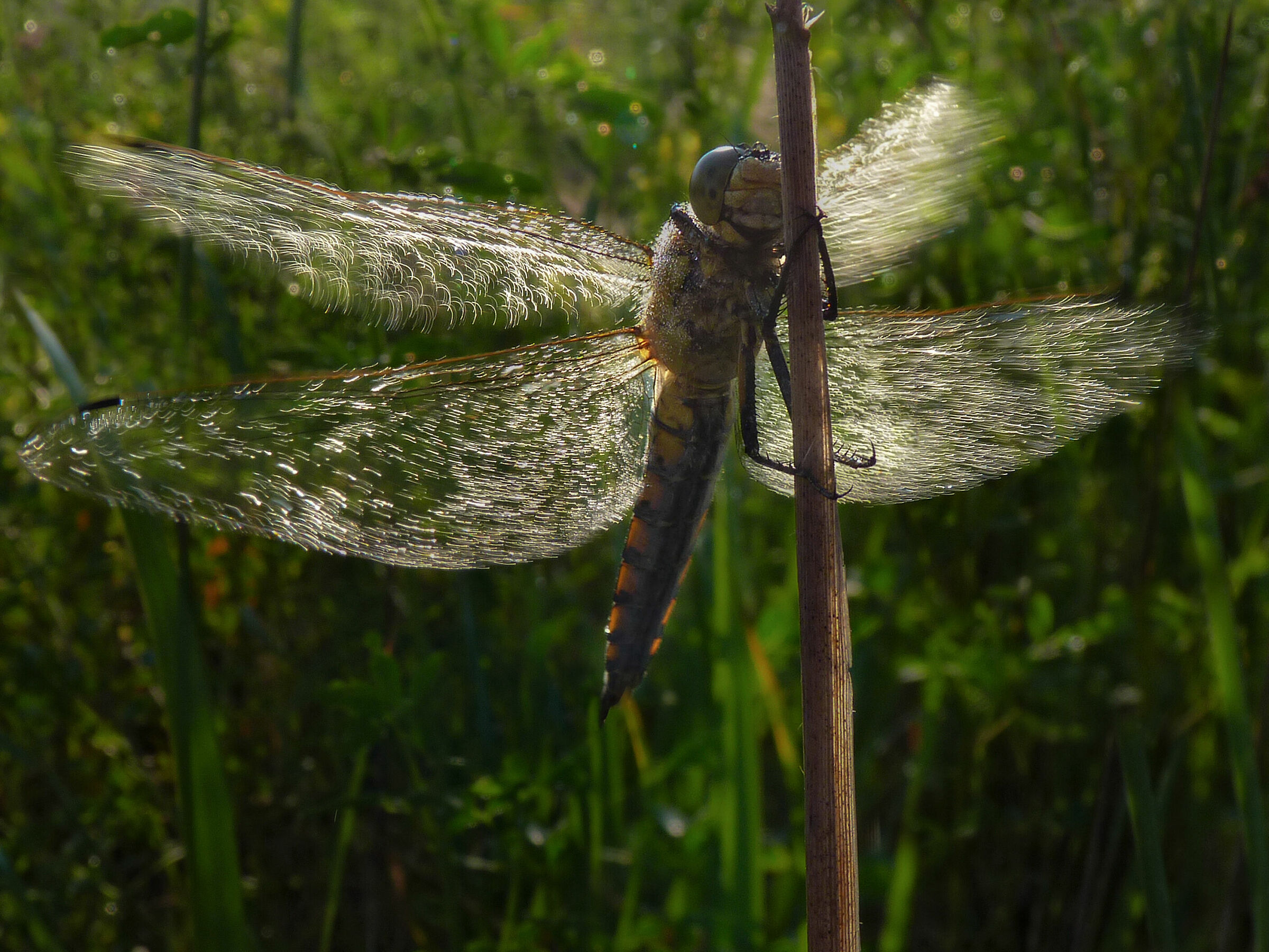 Libellula x