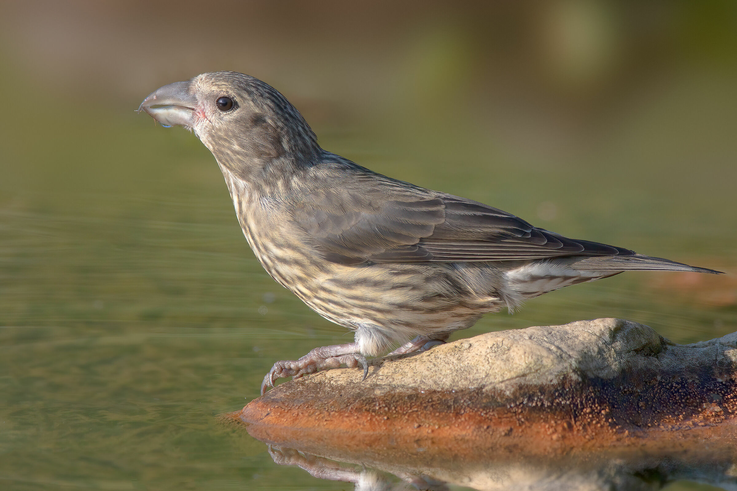 Crociere juv. (Loxia curvirostra) - Estate 2020