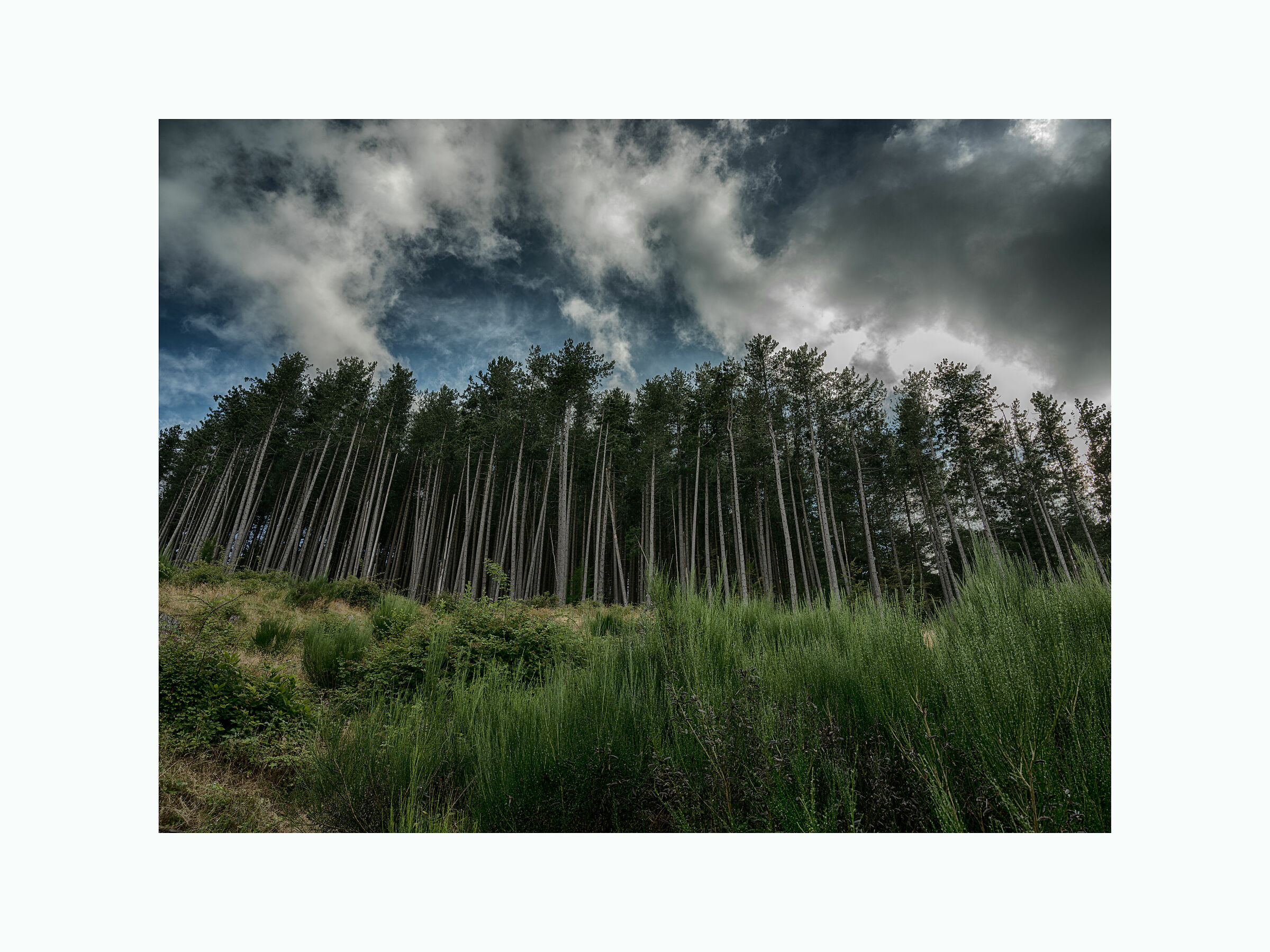 At the edge of the woods
