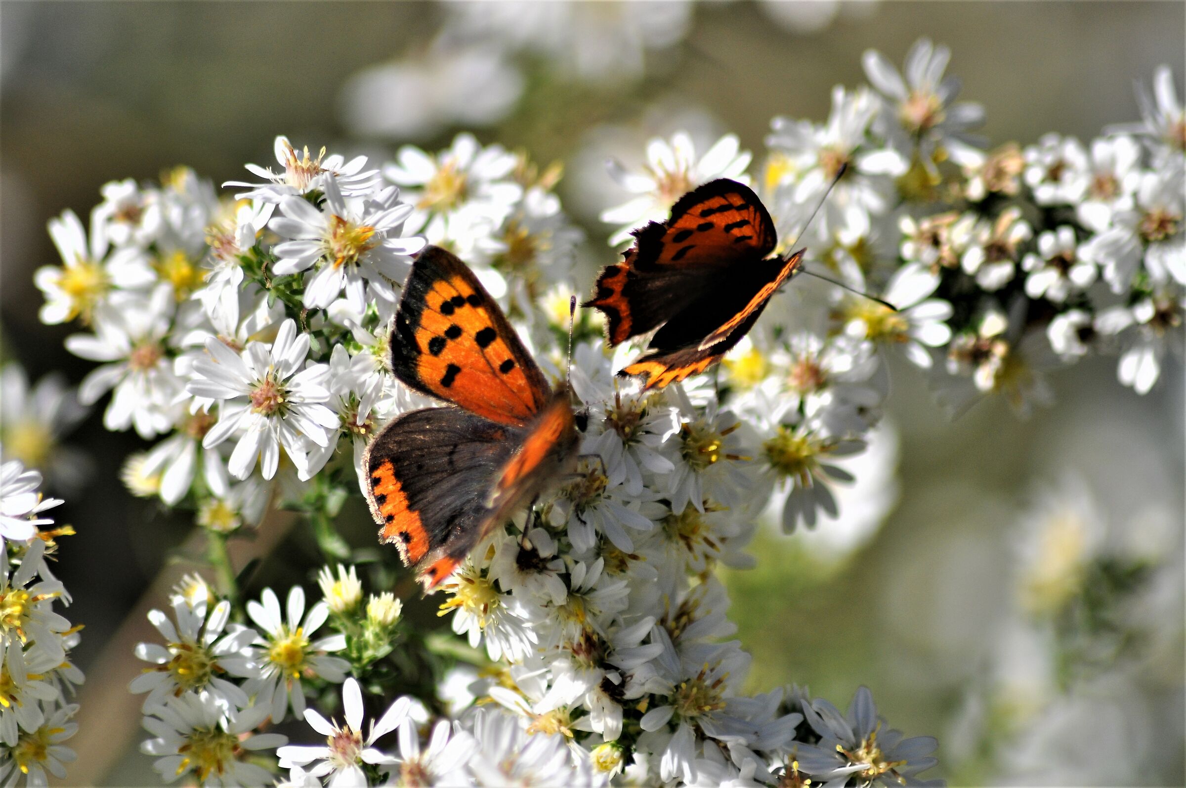 farfalle in libertà