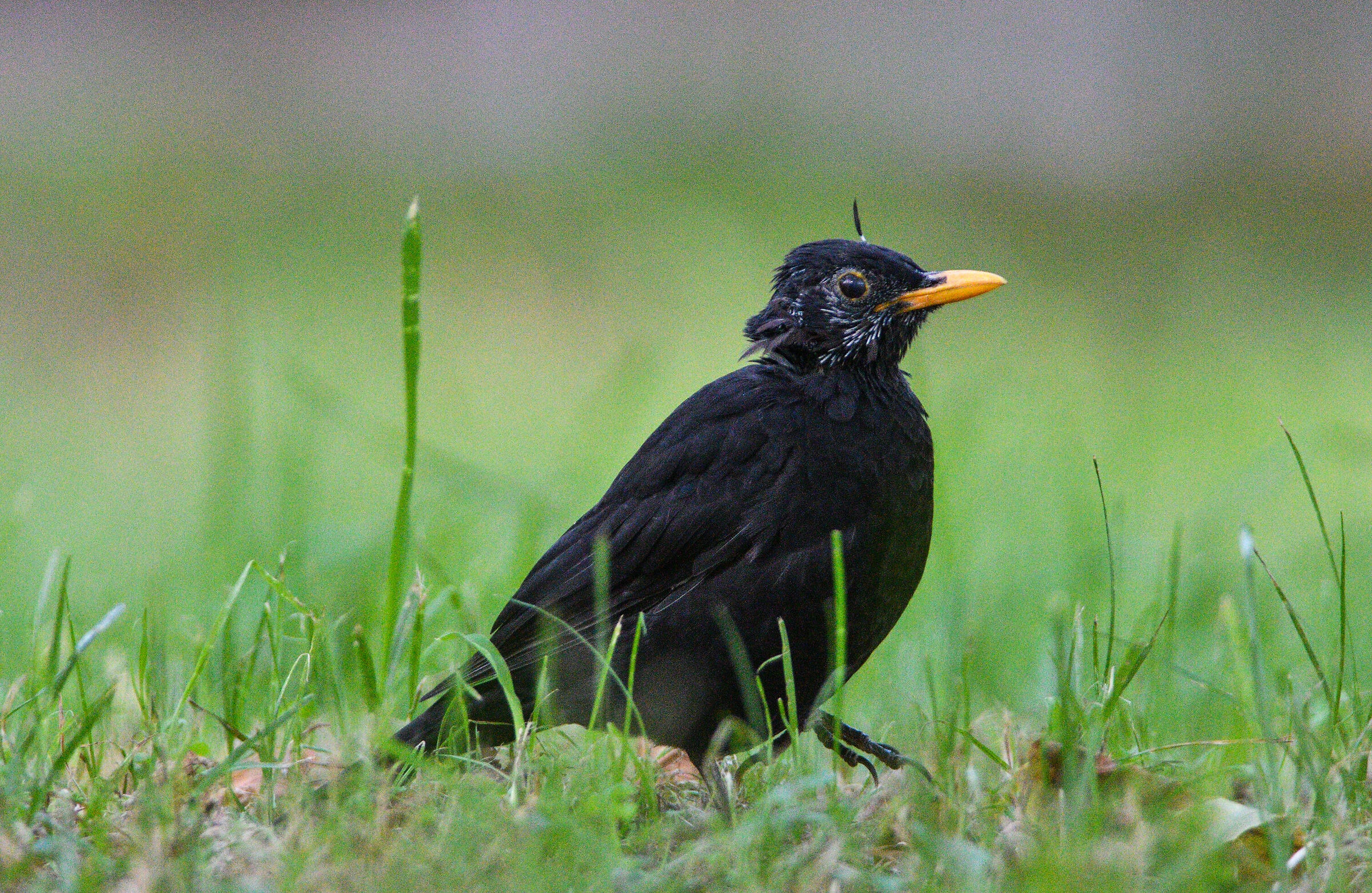 blackbird1