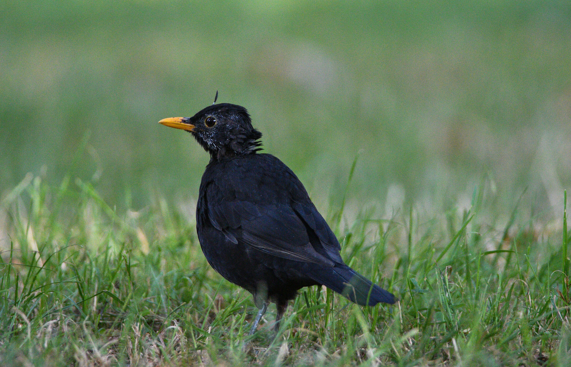 blackbird2