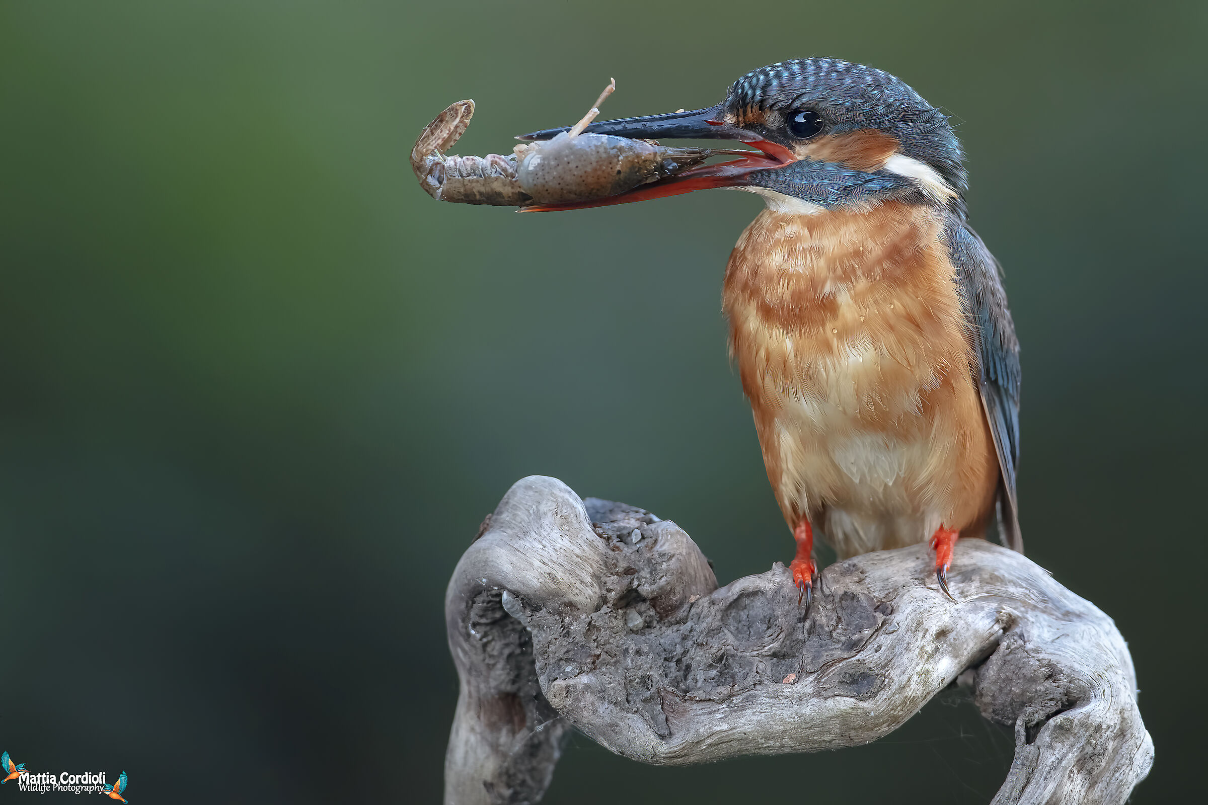 The Martina and the shrimp...