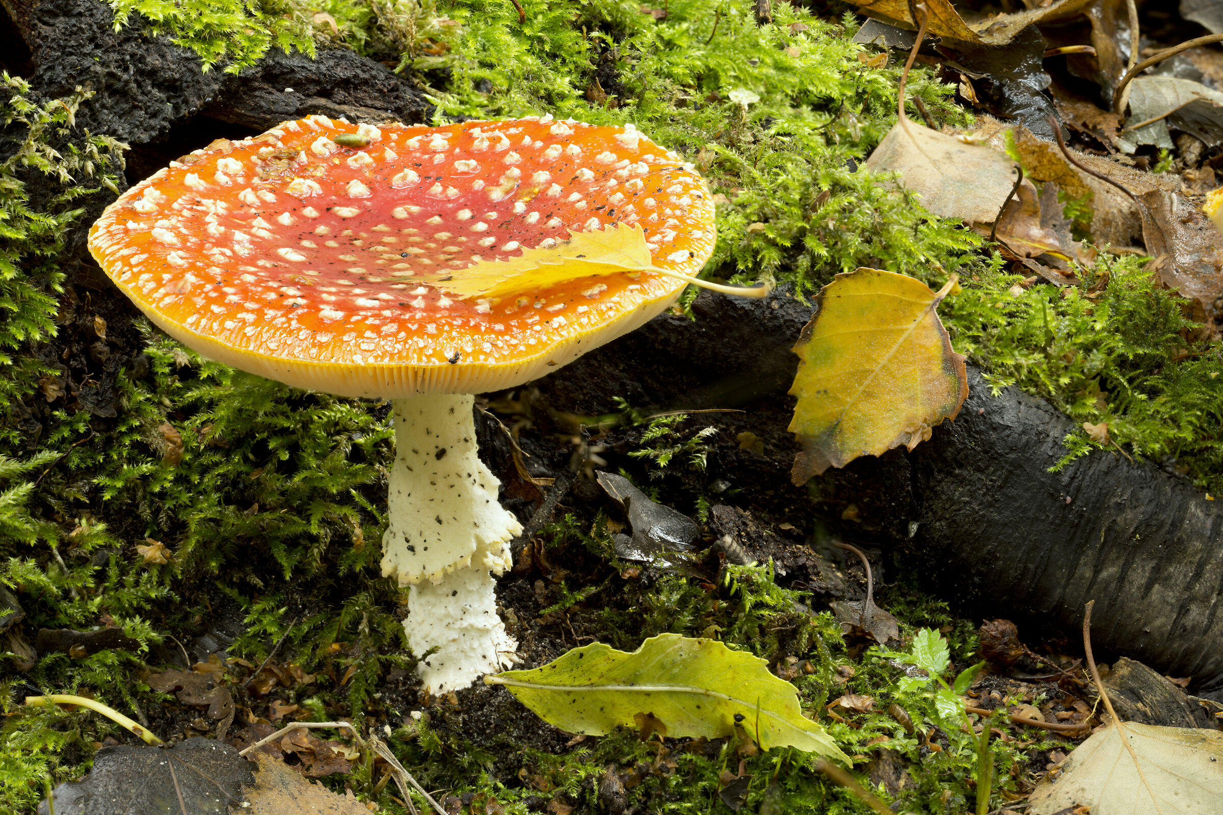 Fly agaric