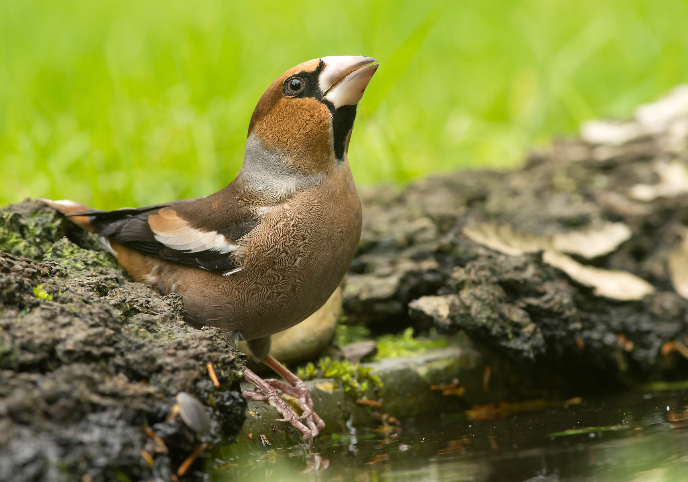 Hawfinch