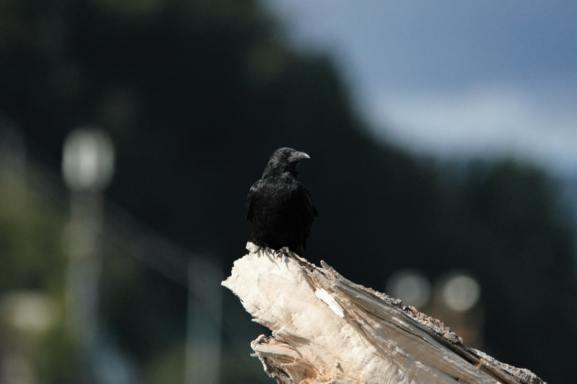 black crow