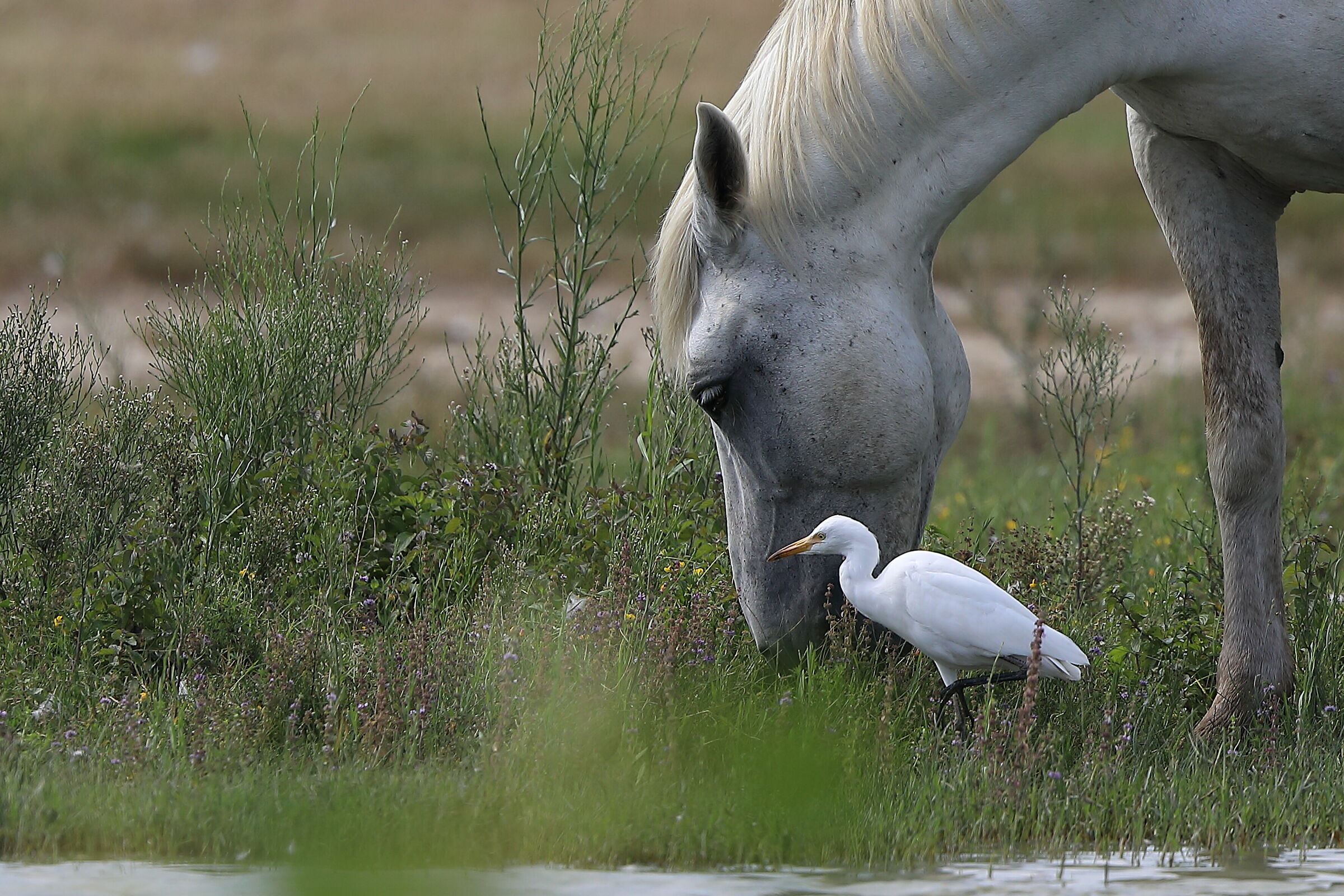 Watchers and horse