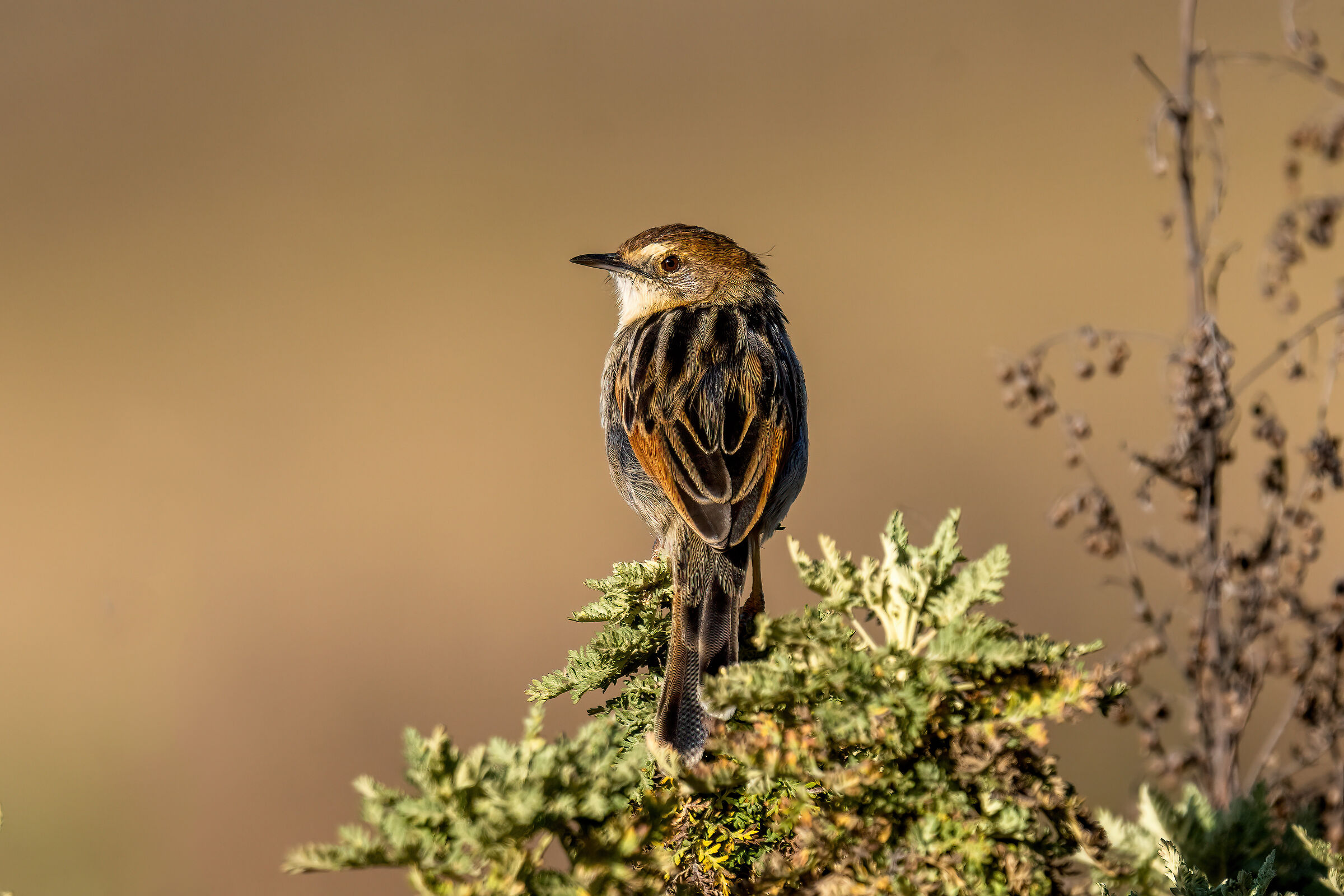 Winding Cisticola, Cisticola tortuosa