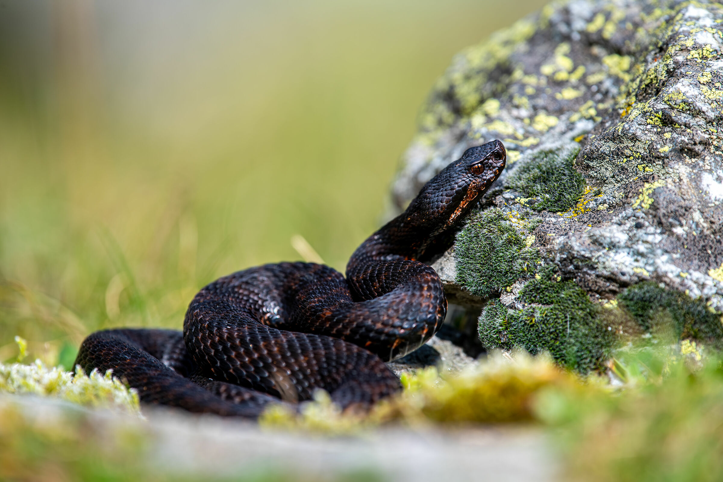 Vipera aspis