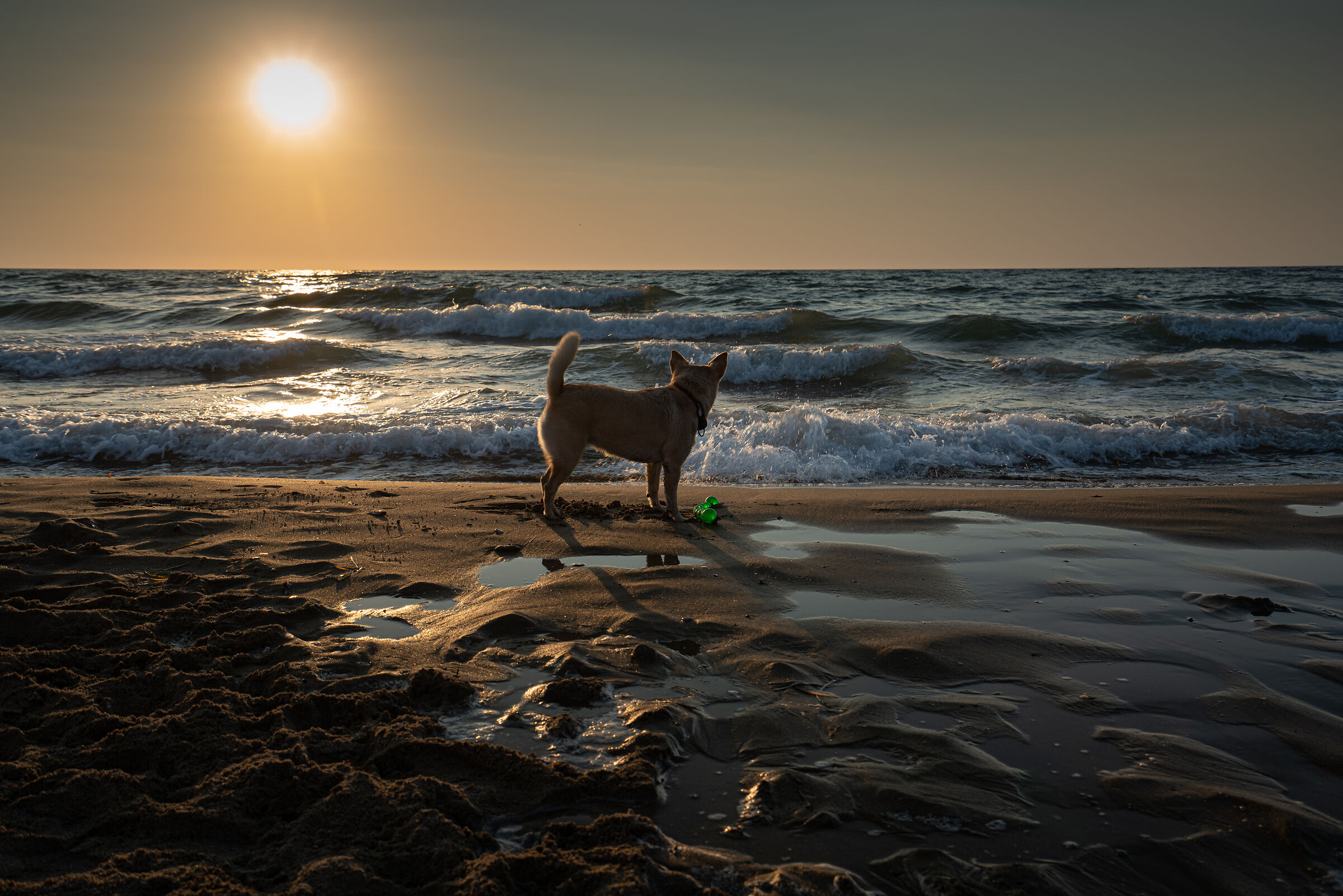 #tramonto#cane#gioco