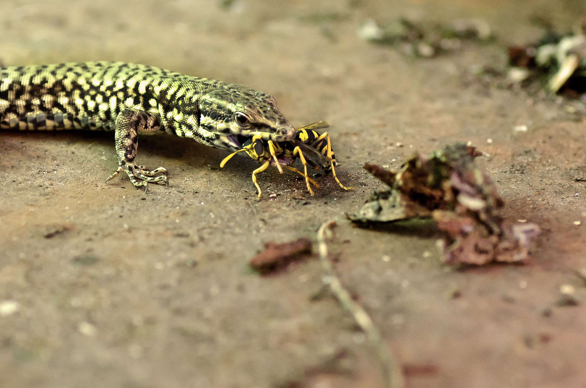 LIZARD WITH LUNCH