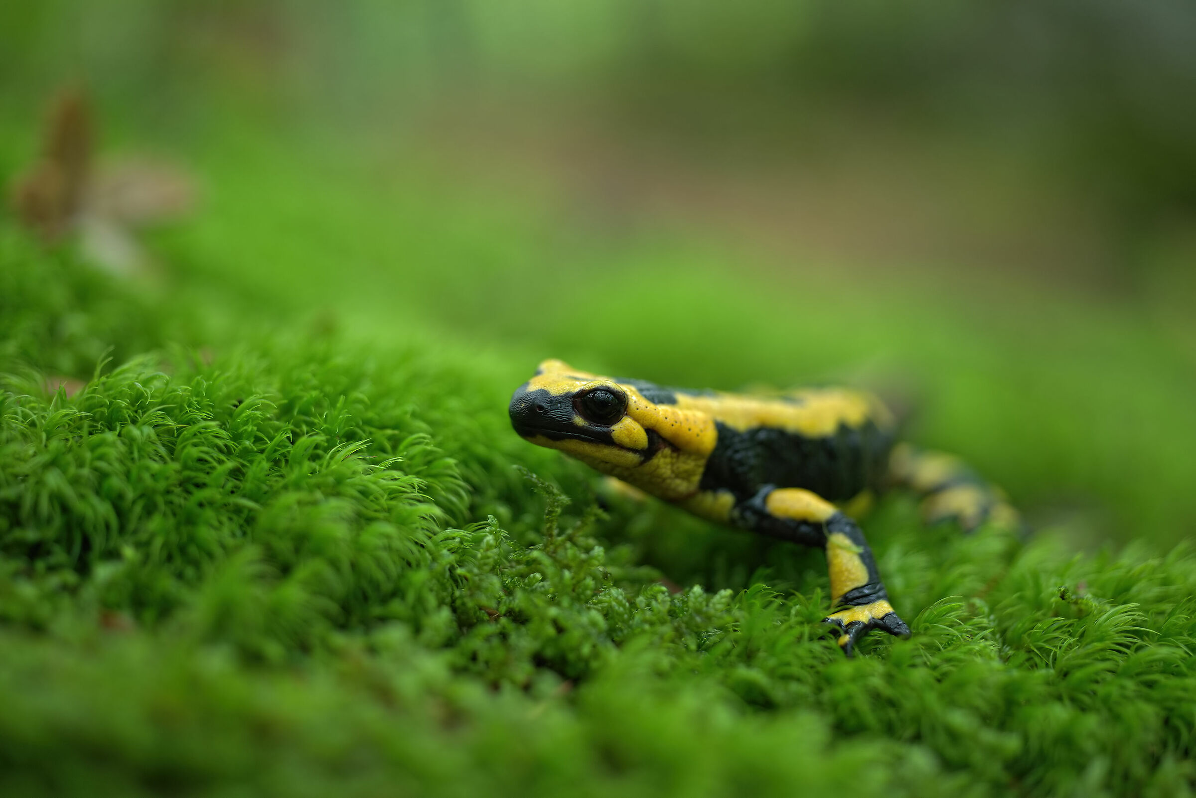 Pieced Salamander
