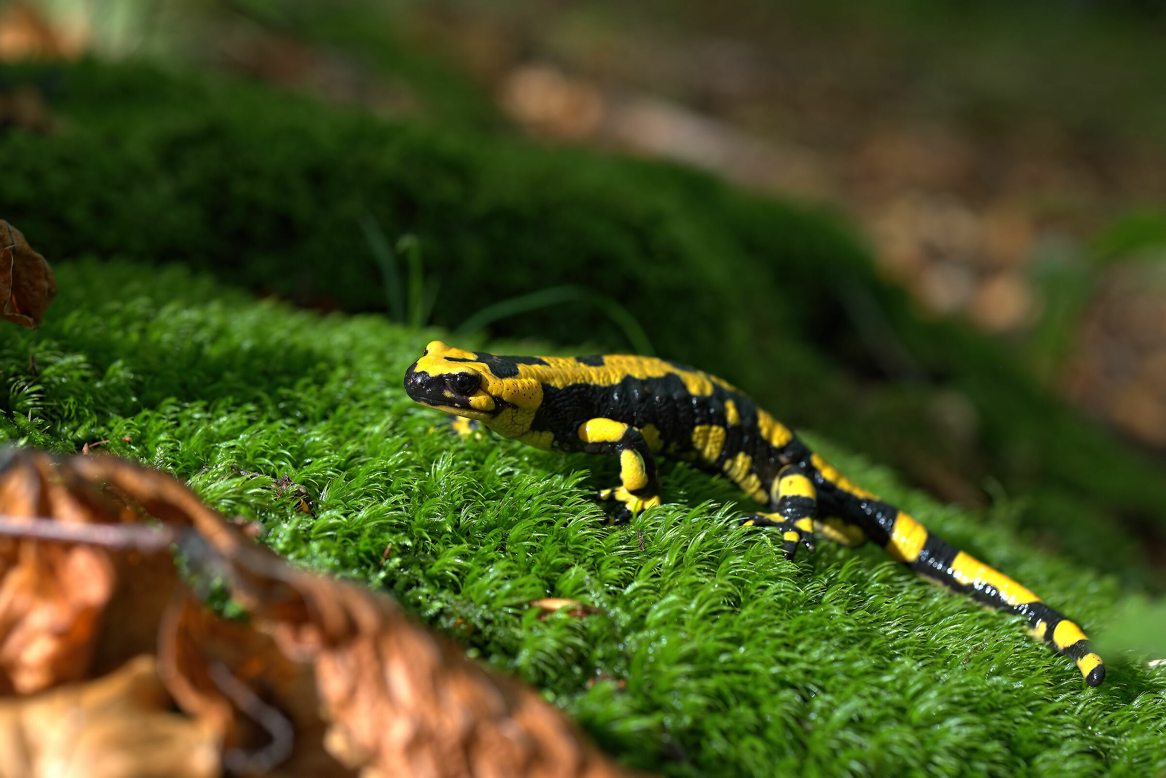 Pieced Salamander