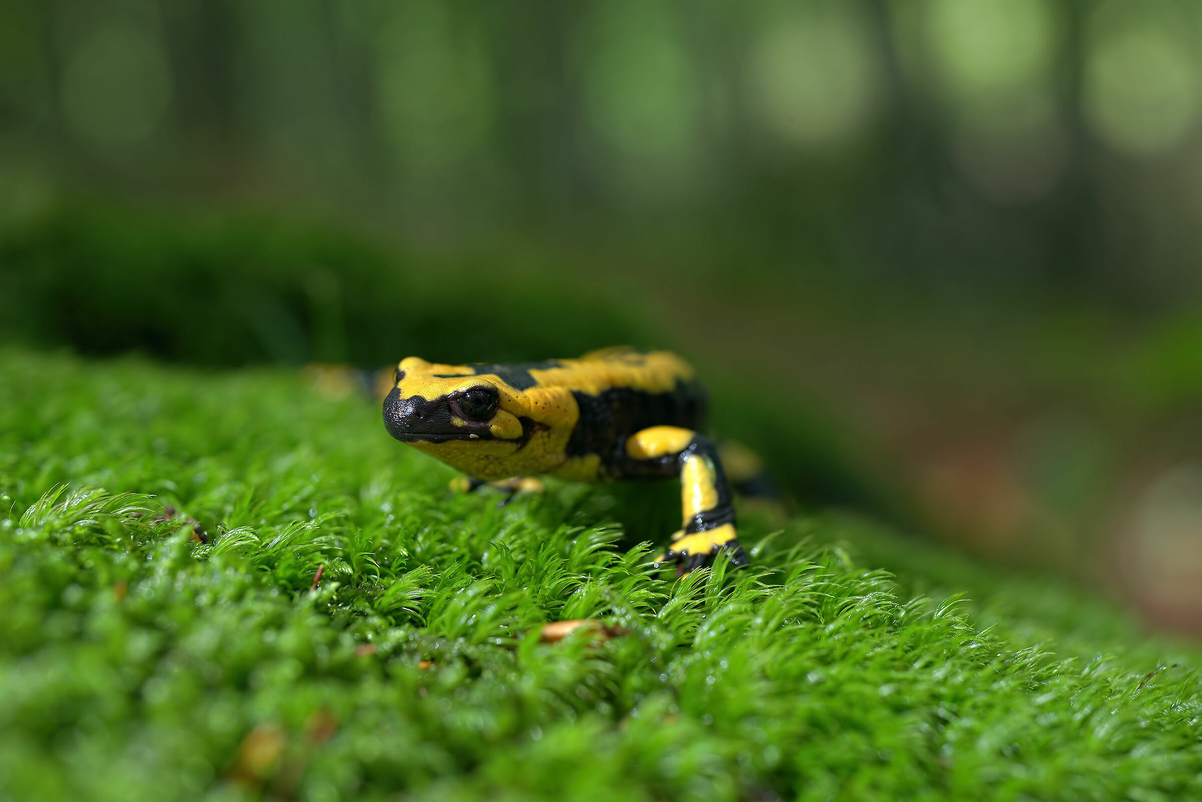Pieced Salamander