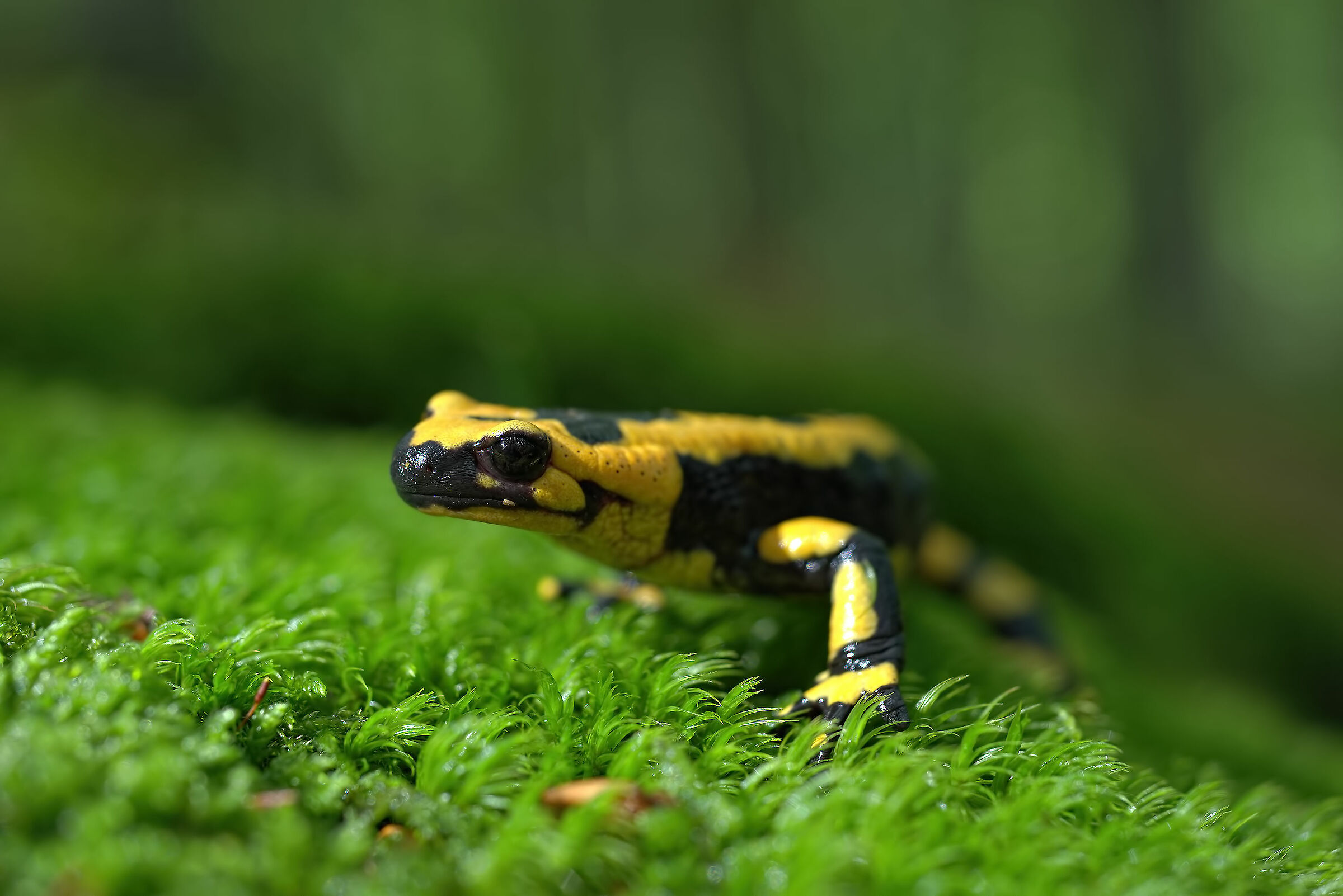 Pieced Salamander