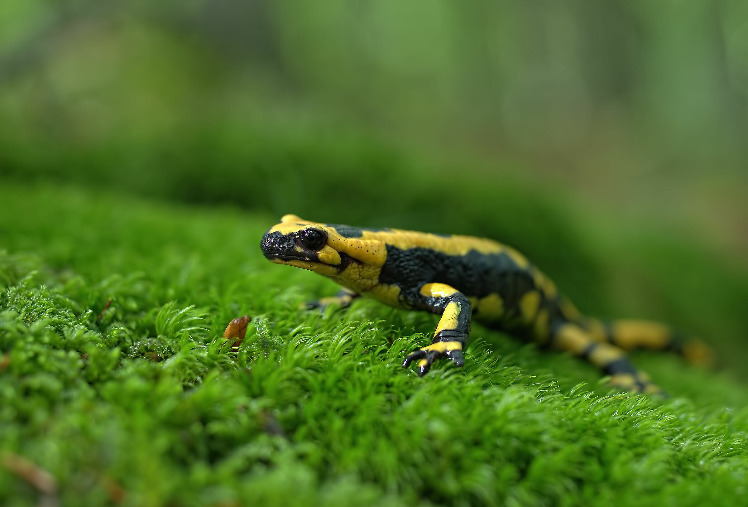 Pieced Salamander