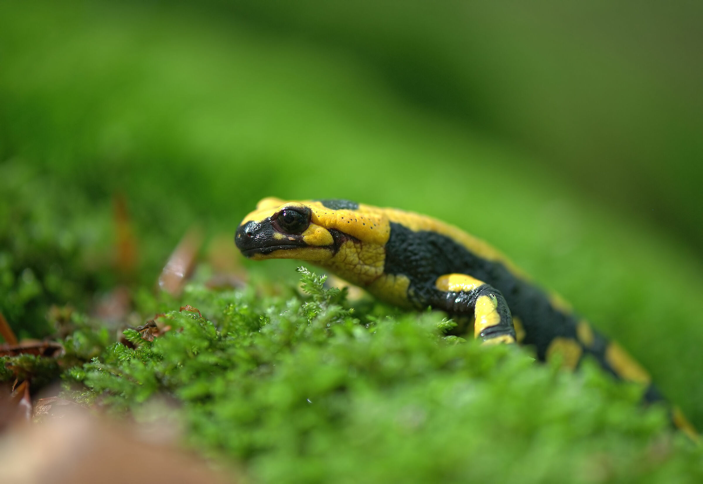 Pieced Salamander