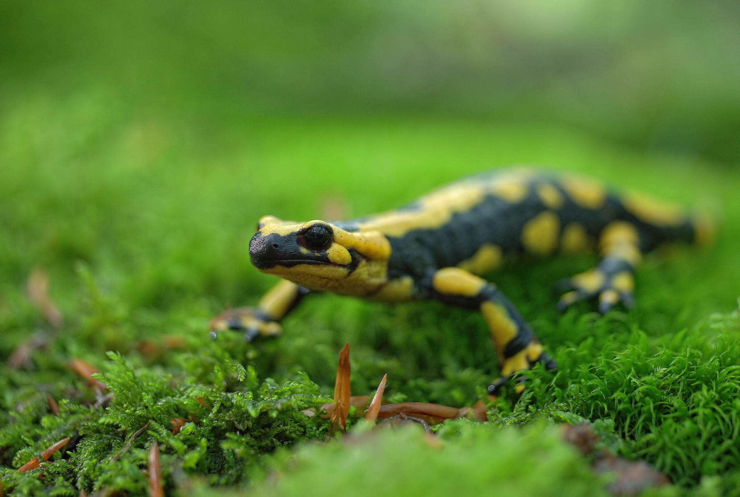 Pieced Salamander