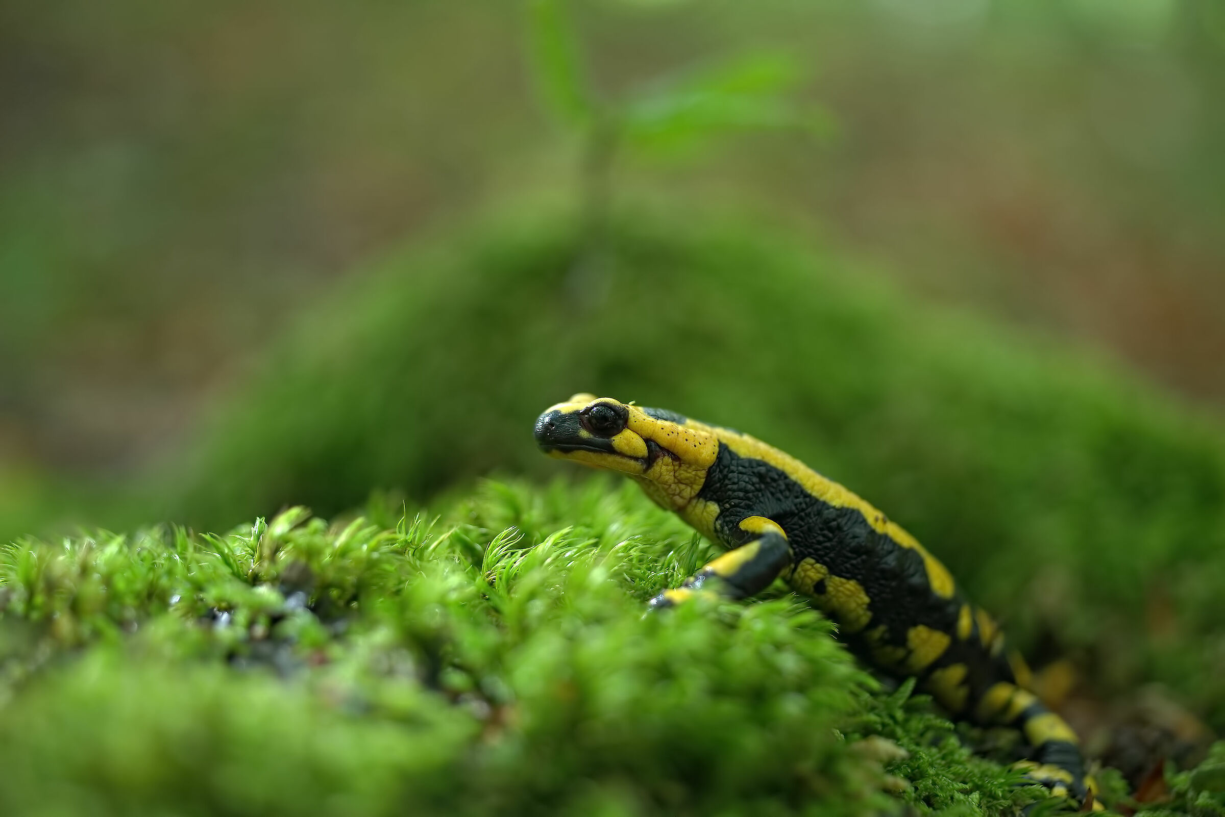 Pieced Salamander