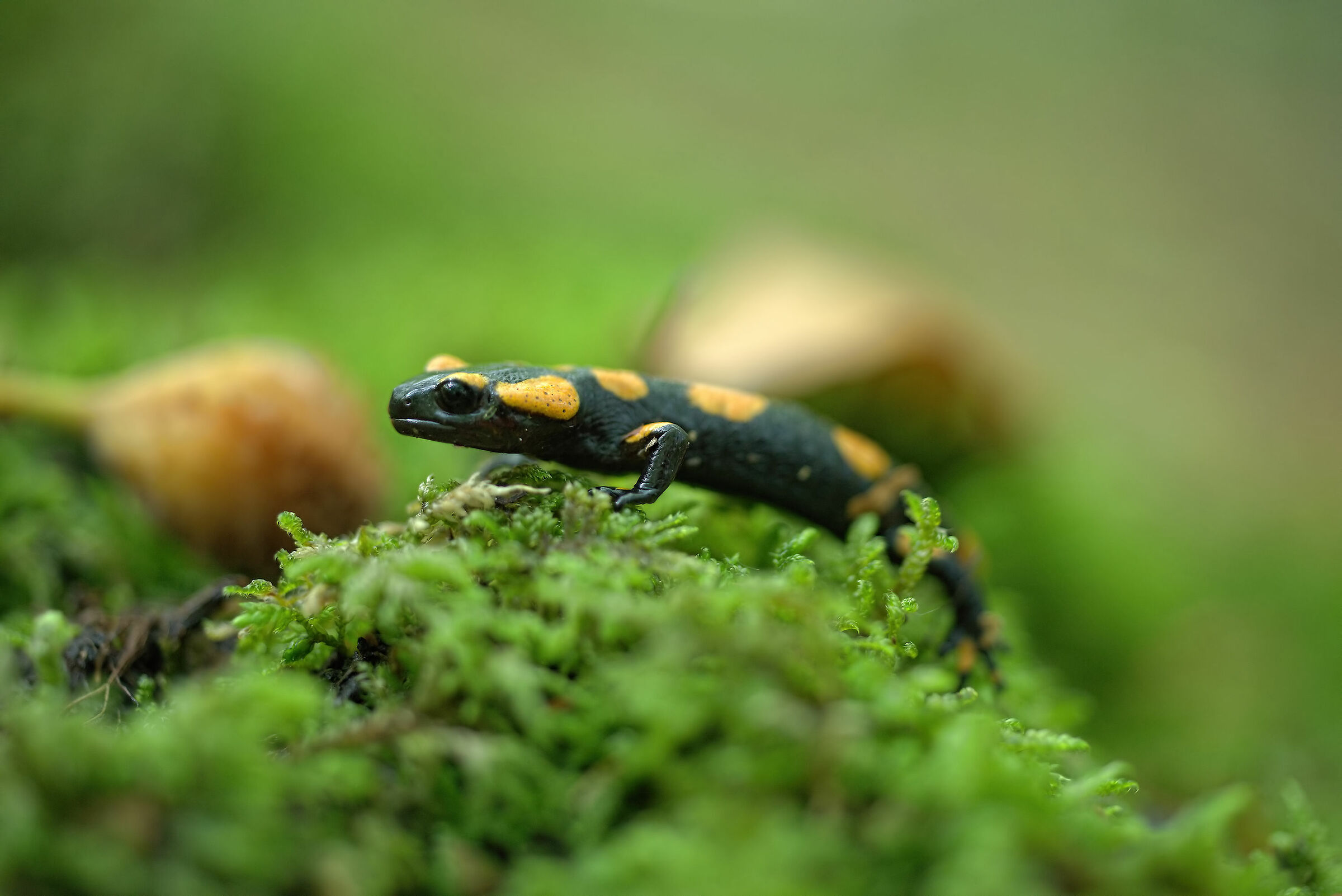 Pieced Salamander