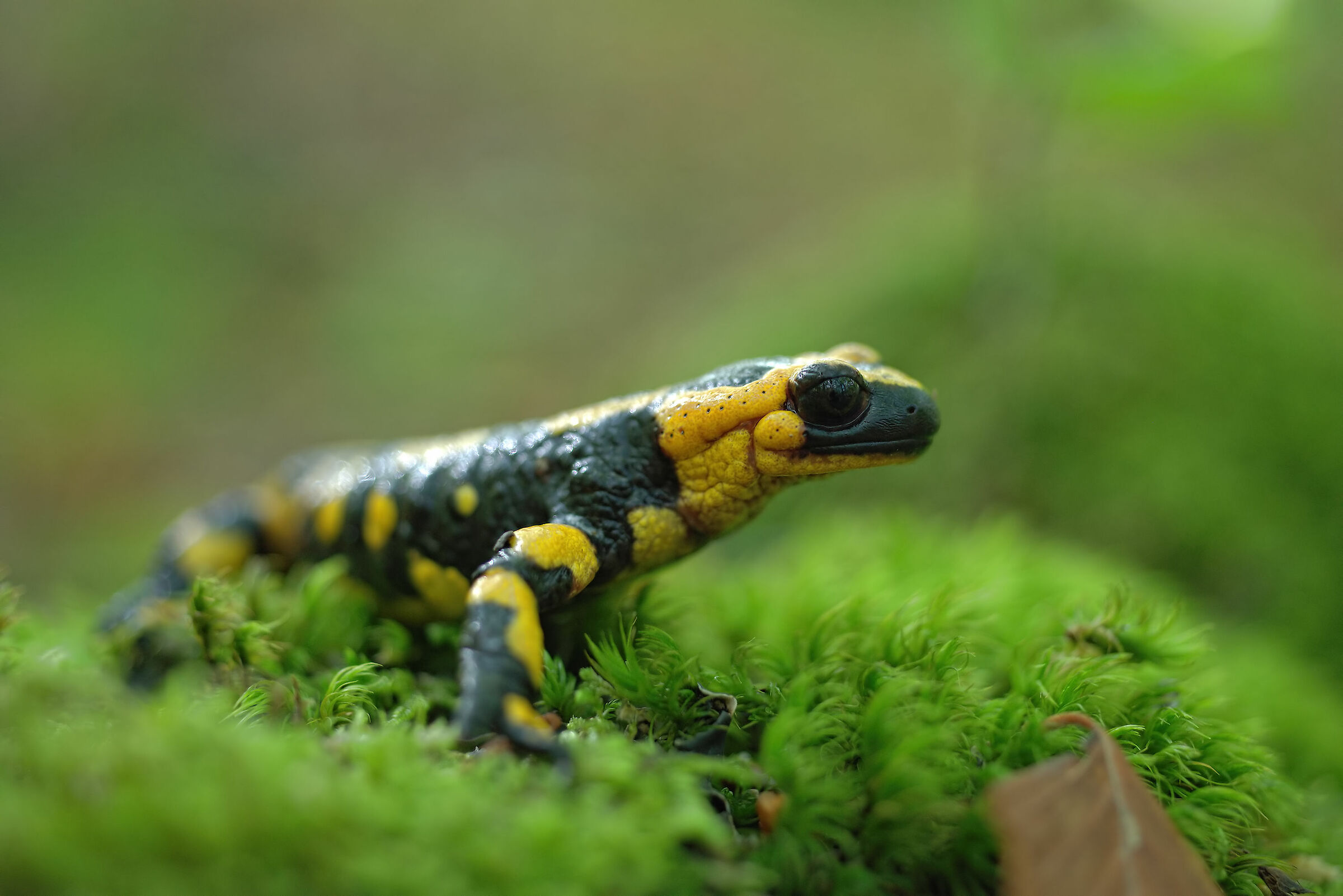 Pieced Salamander