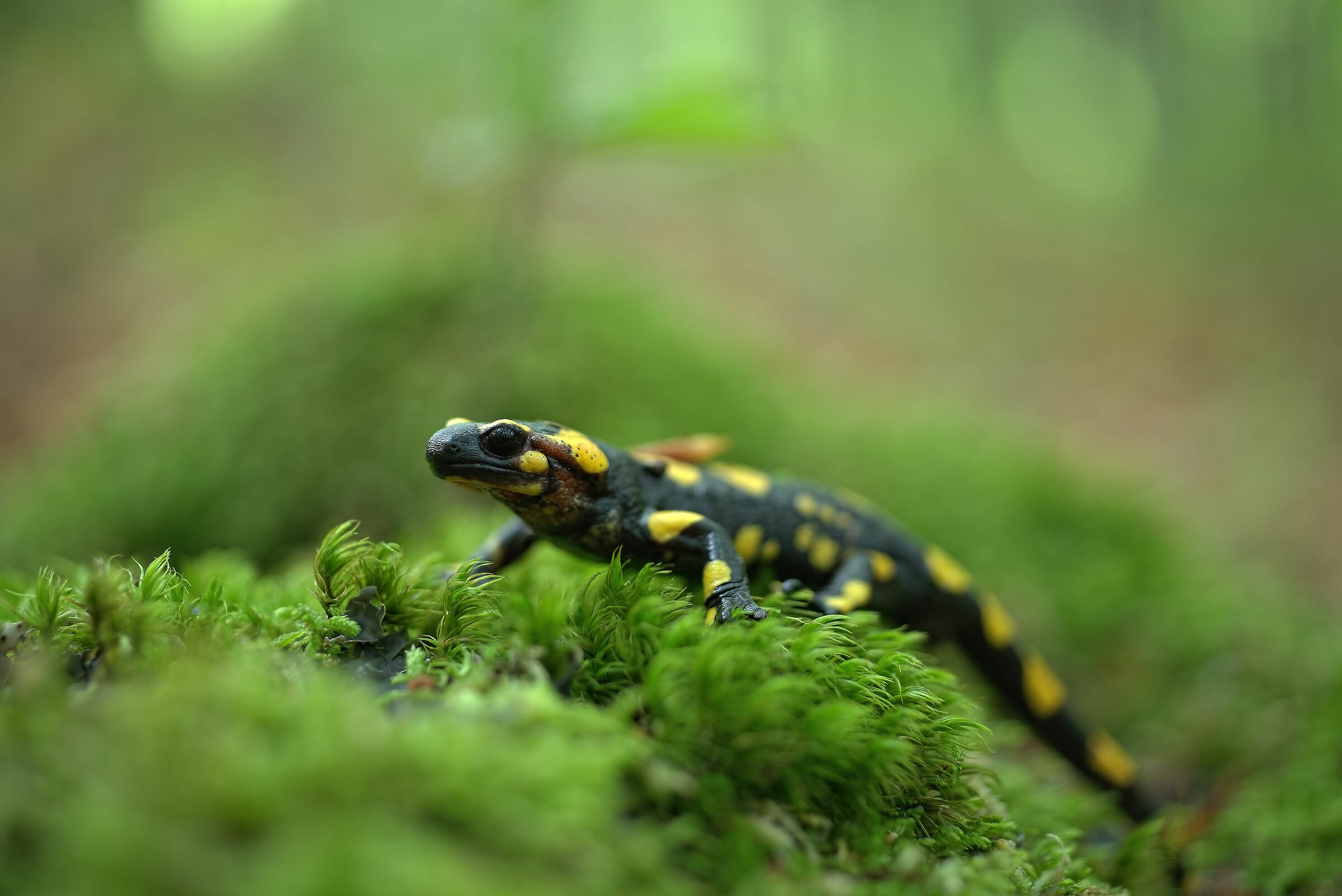 Pieced Salamander