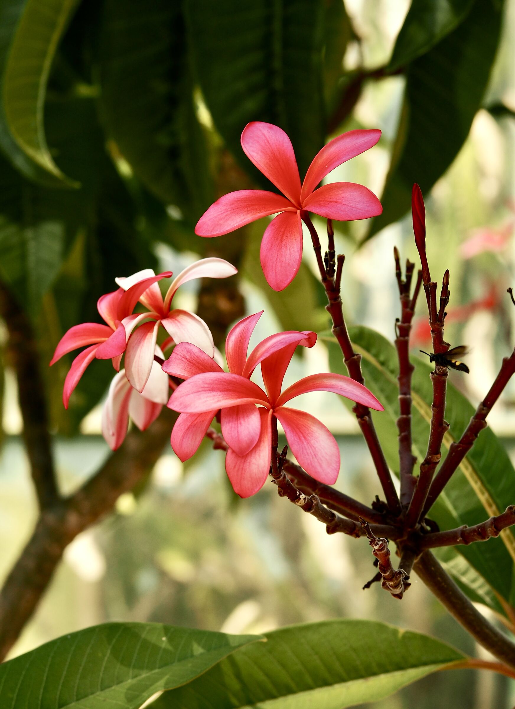 Plumeria rubra