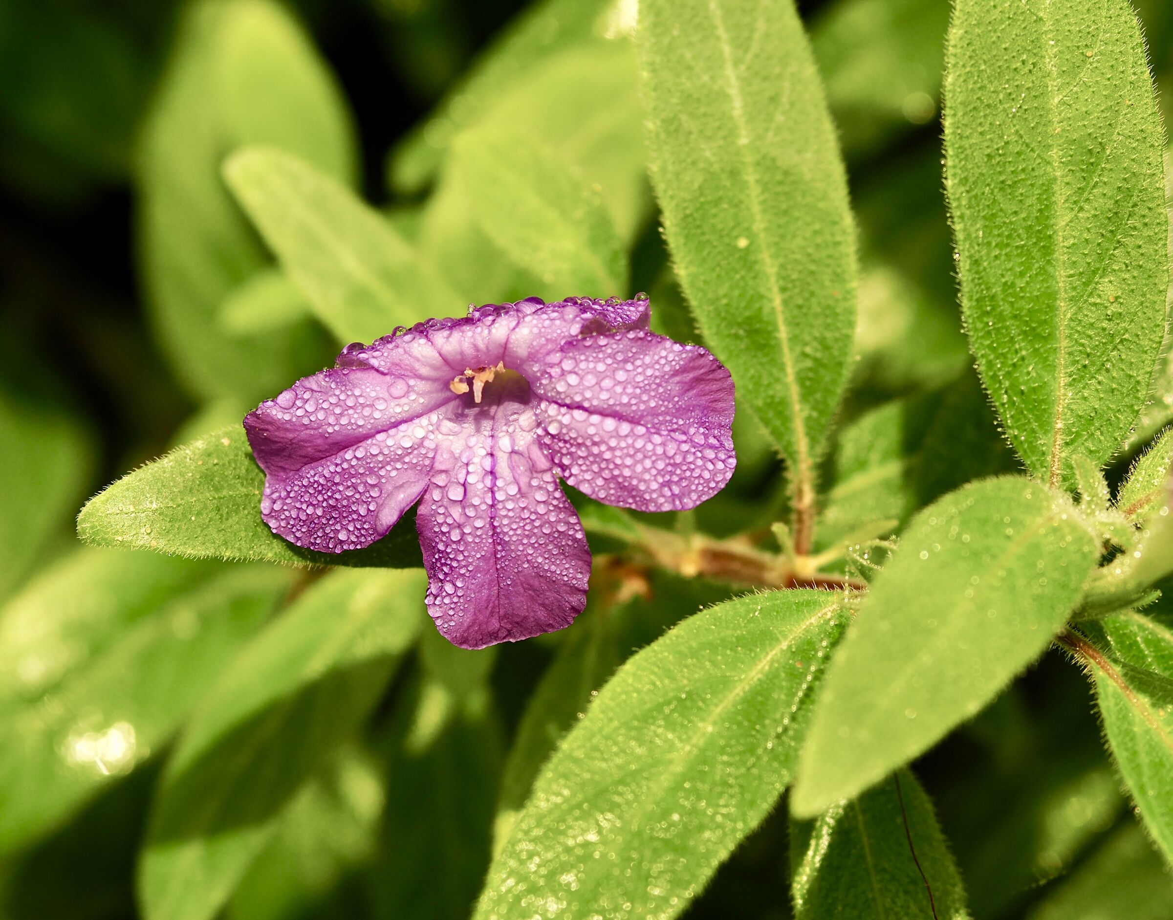 Ruellia humilis in autunno